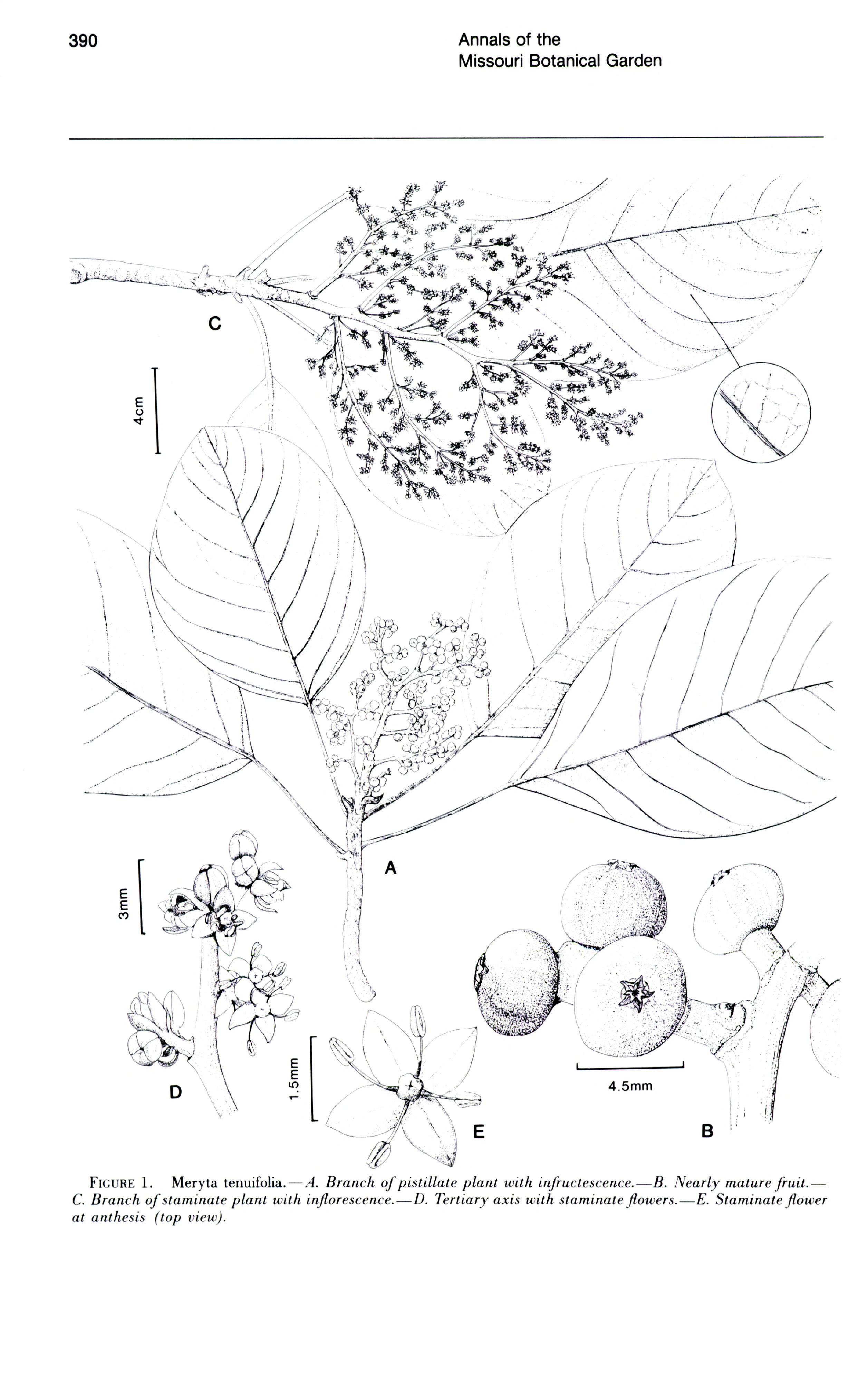 no full size  illustration available (3a)