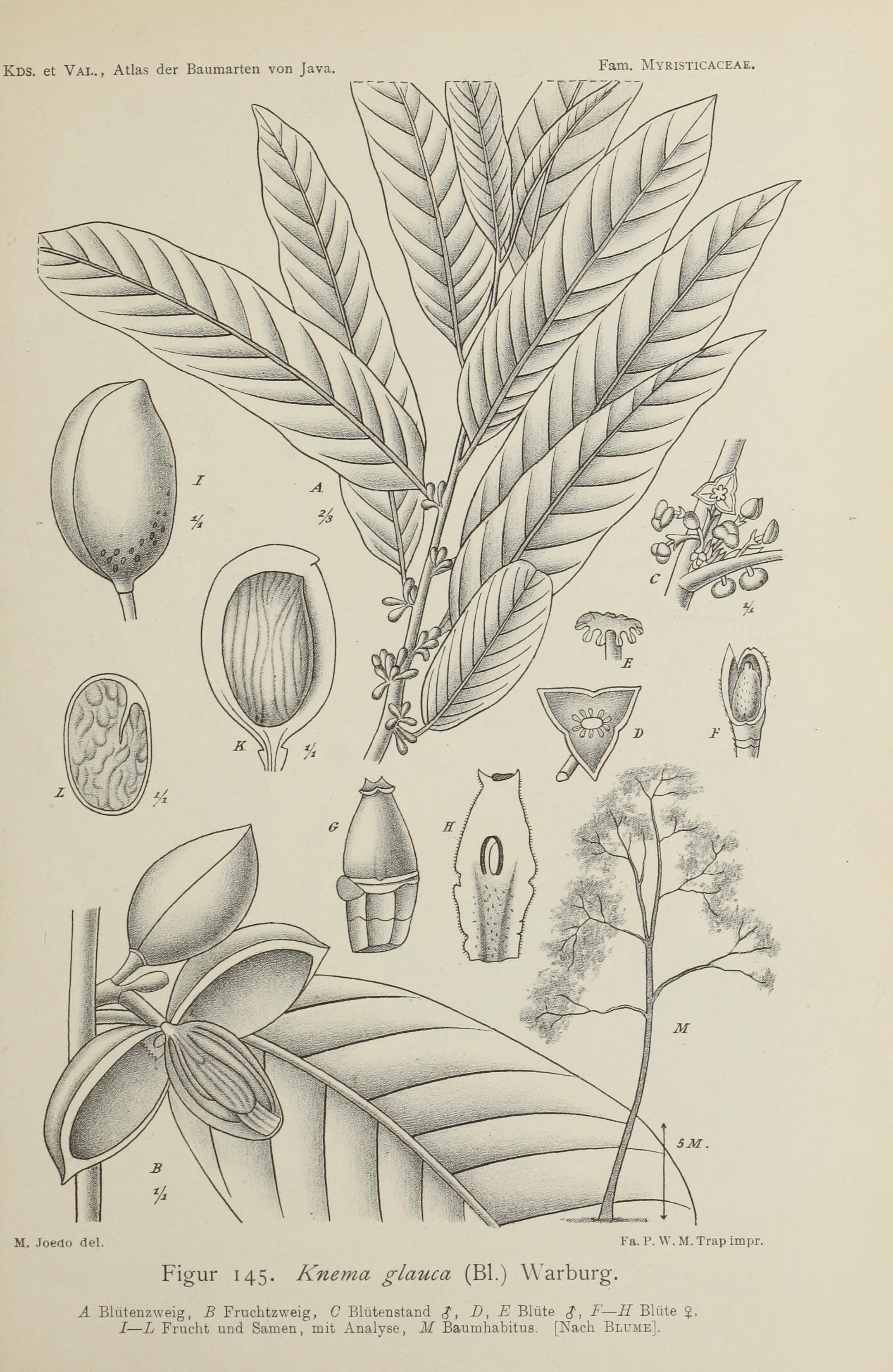 no full size  illustration available (3a)