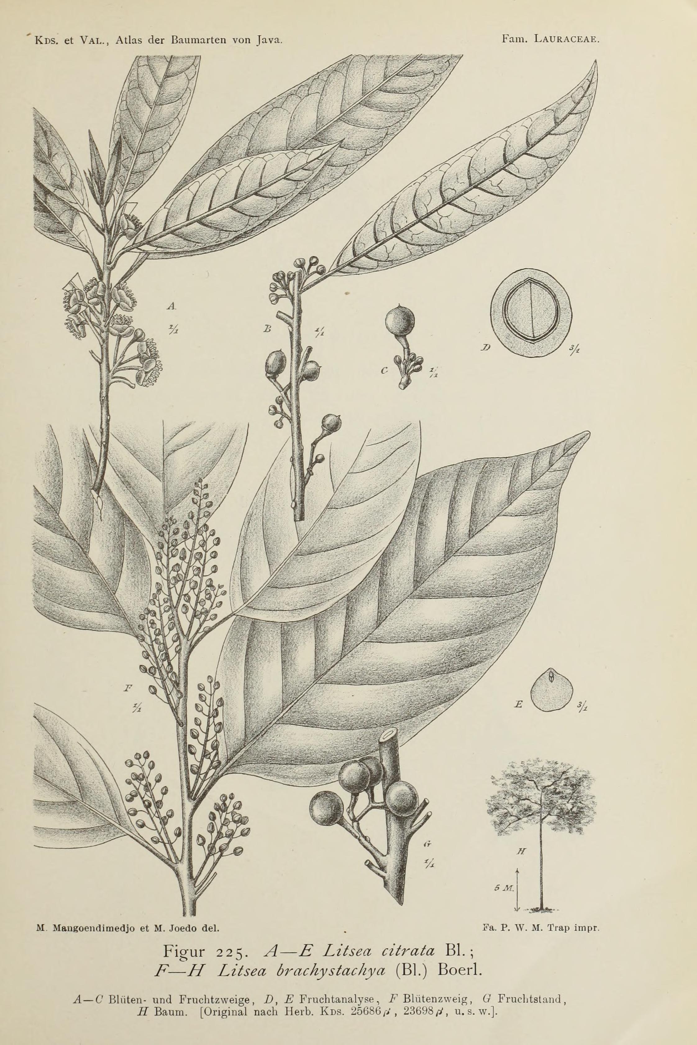 no full size  illustration available (3a)