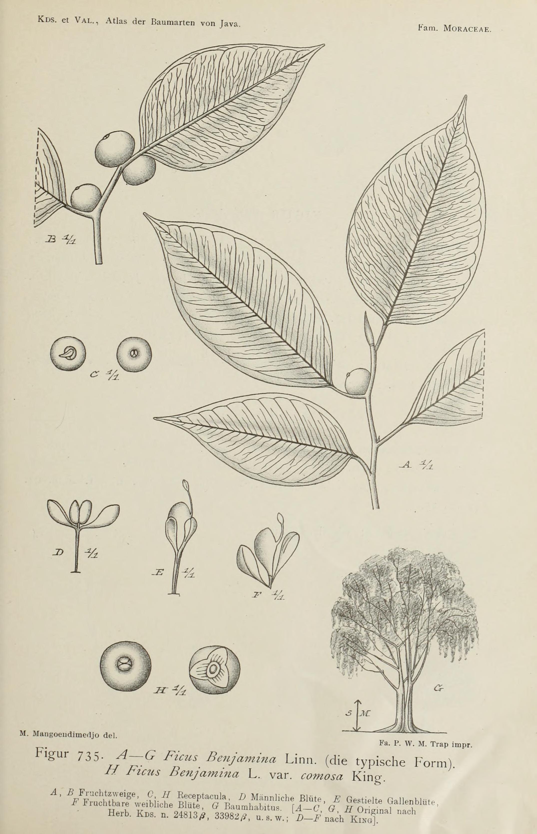 no full size  illustration available (3a)