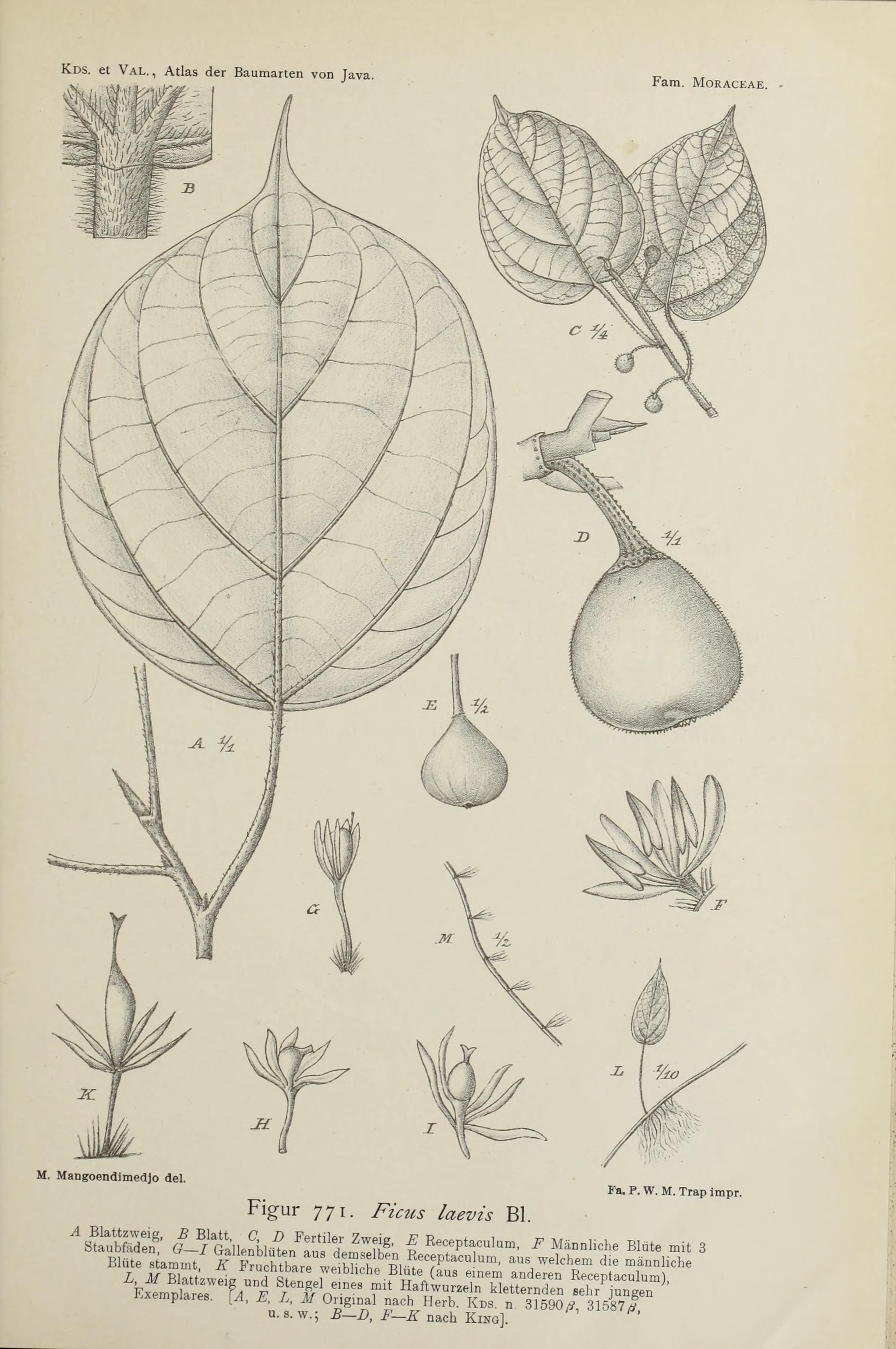 no full size  illustration available (3a)