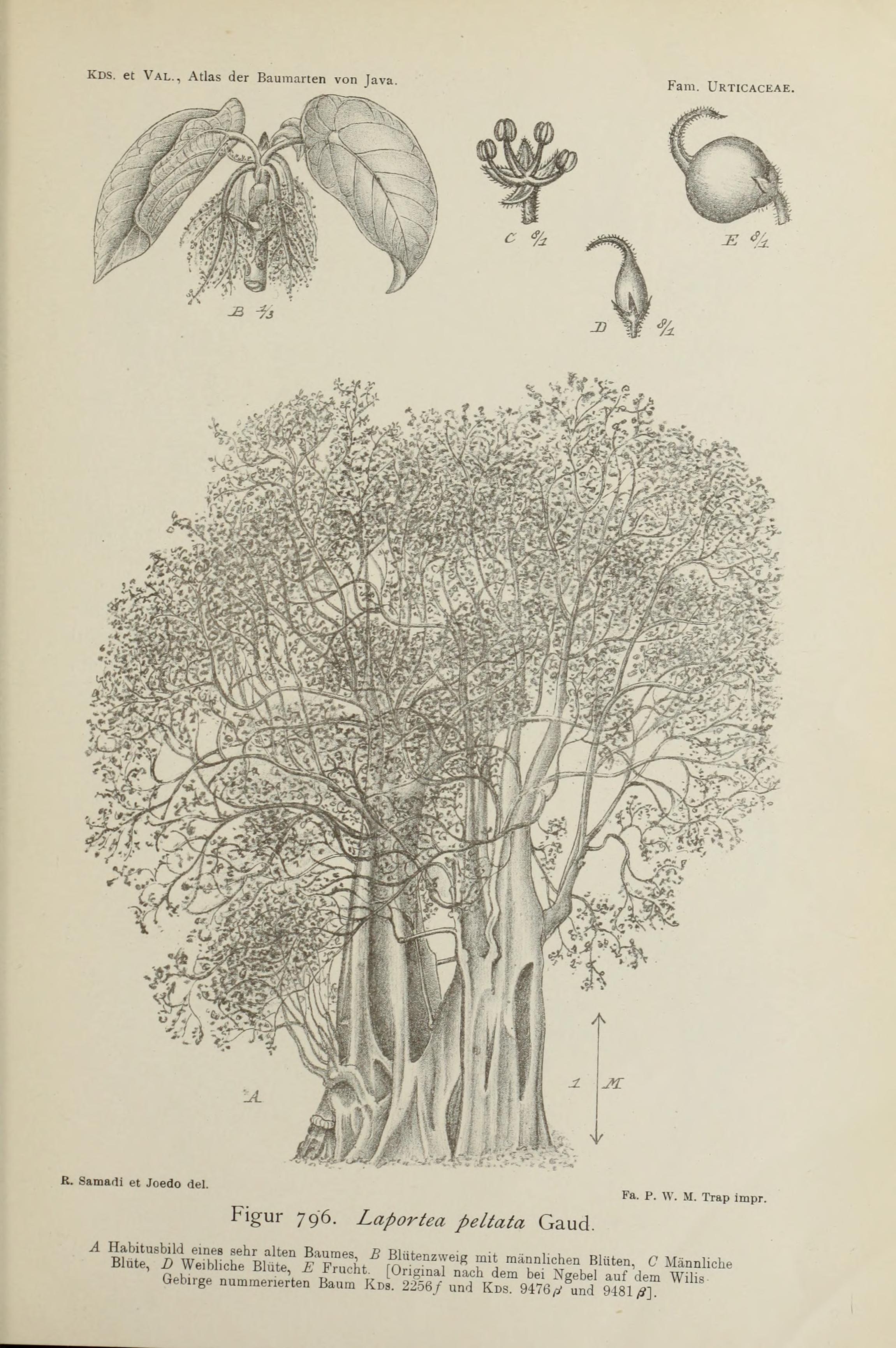 no full size  illustration available (3a)