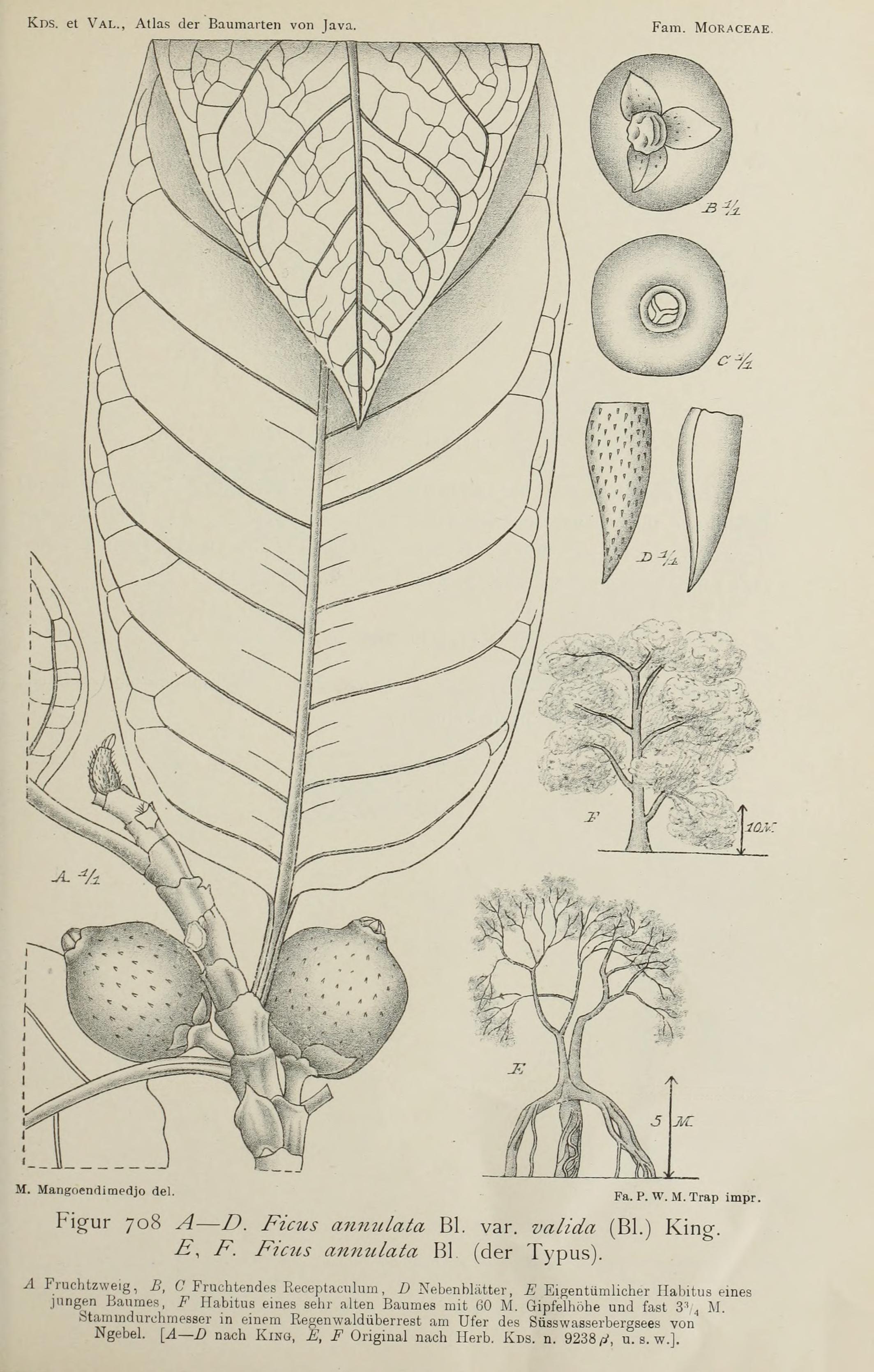 no full size  illustration available (3a)