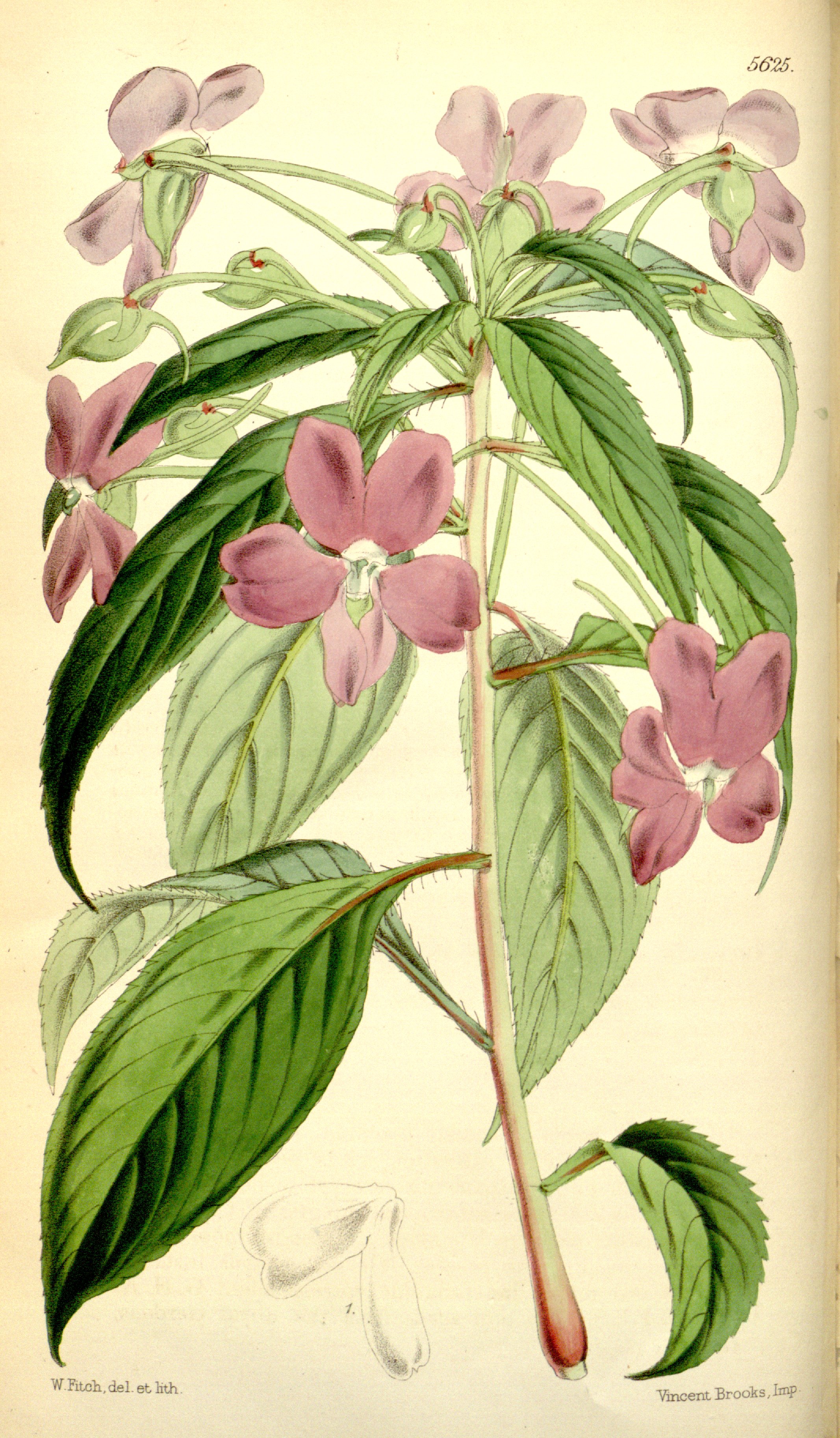 no full size  illustration available (3a)