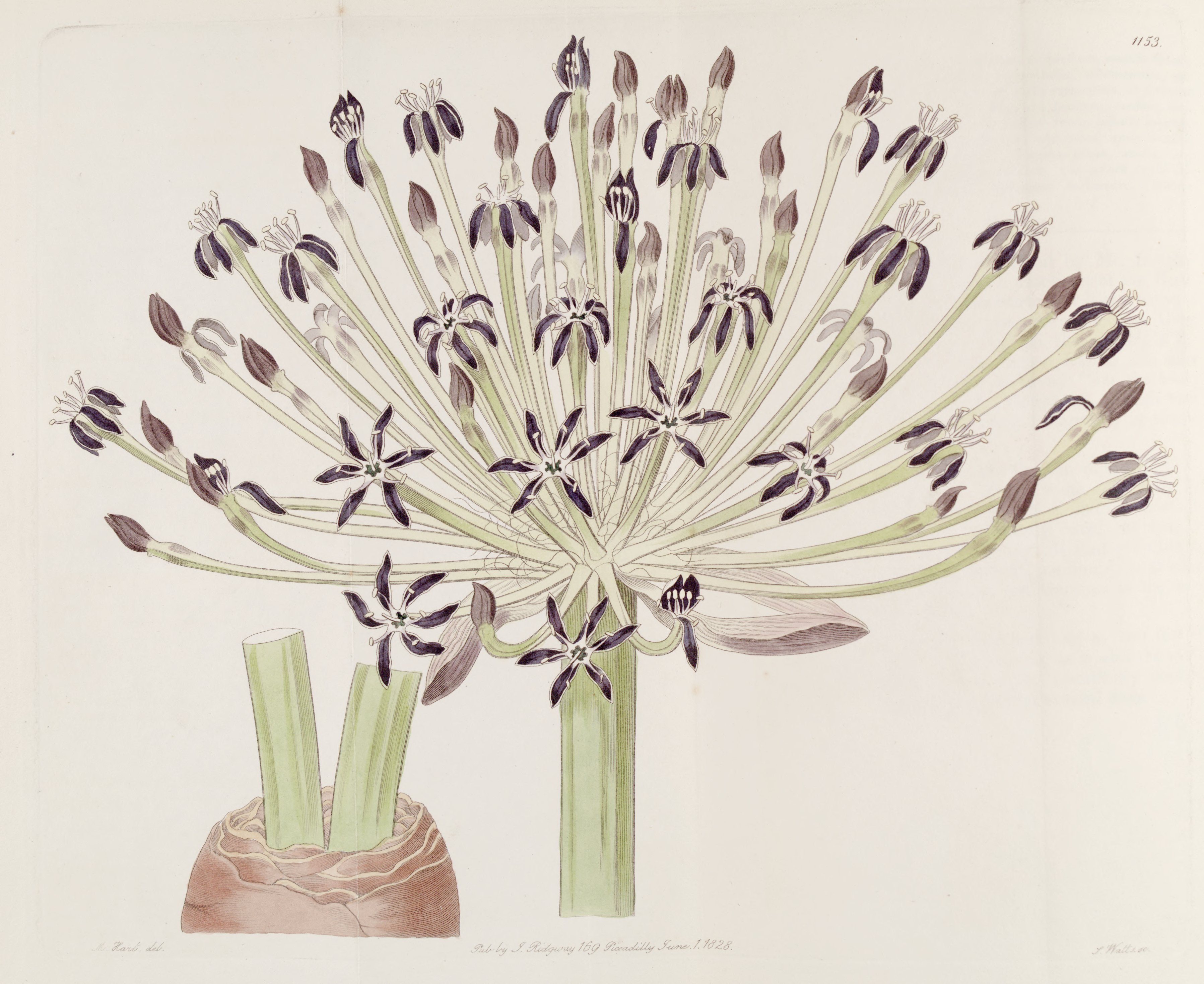 no full size  illustration available (3a)