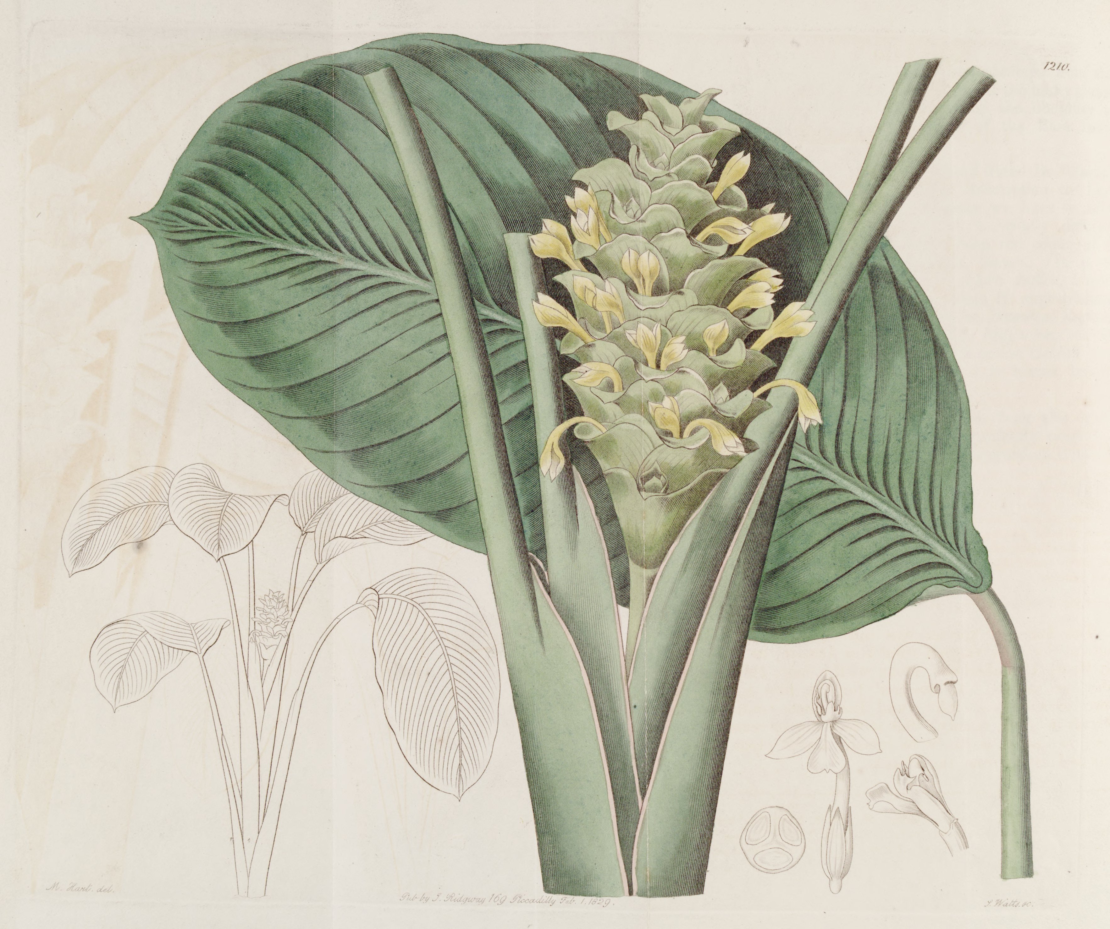 no full size  illustration available (3a)