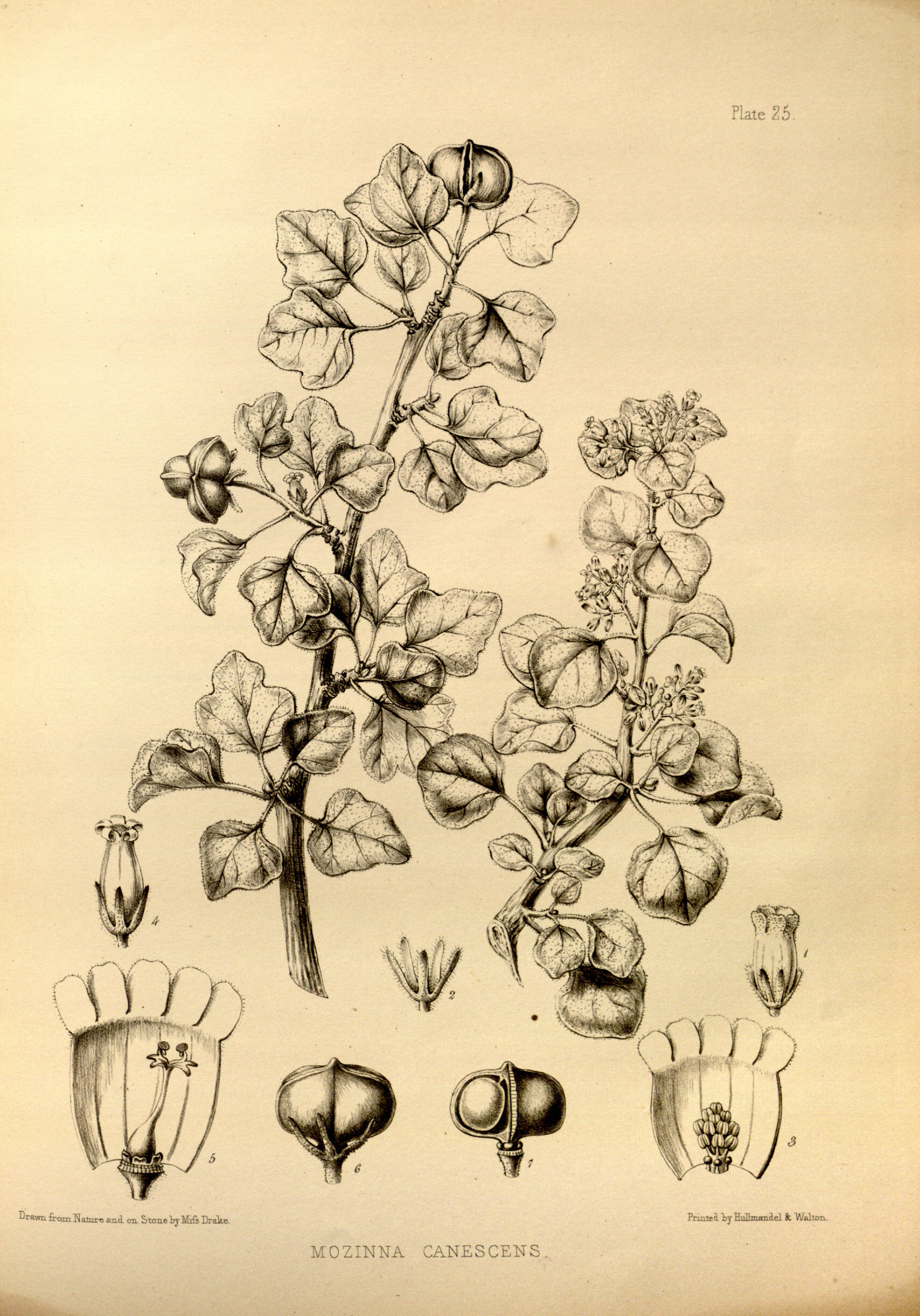 no full size  illustration available (3a)