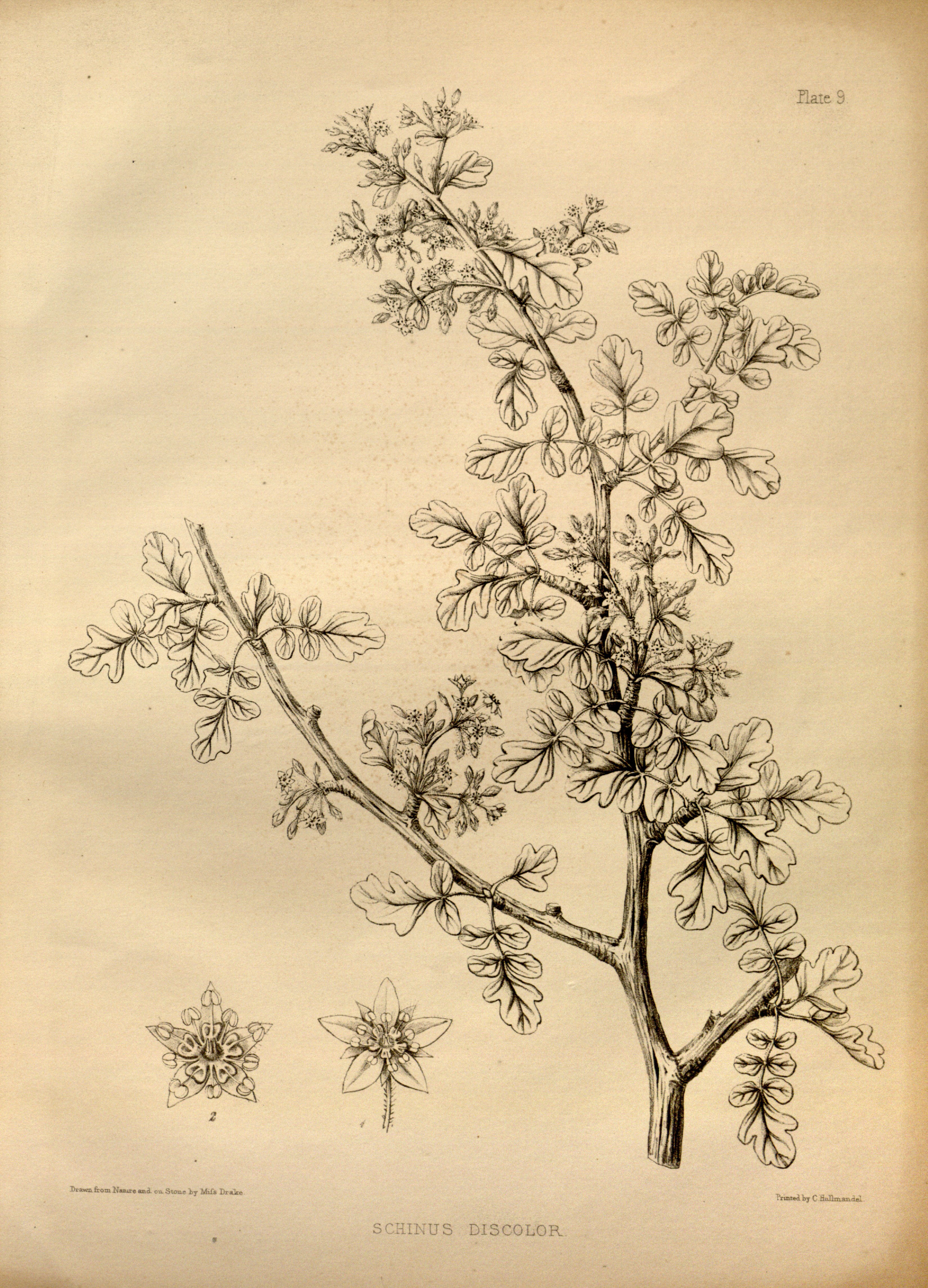 no full size  illustration available (3a)