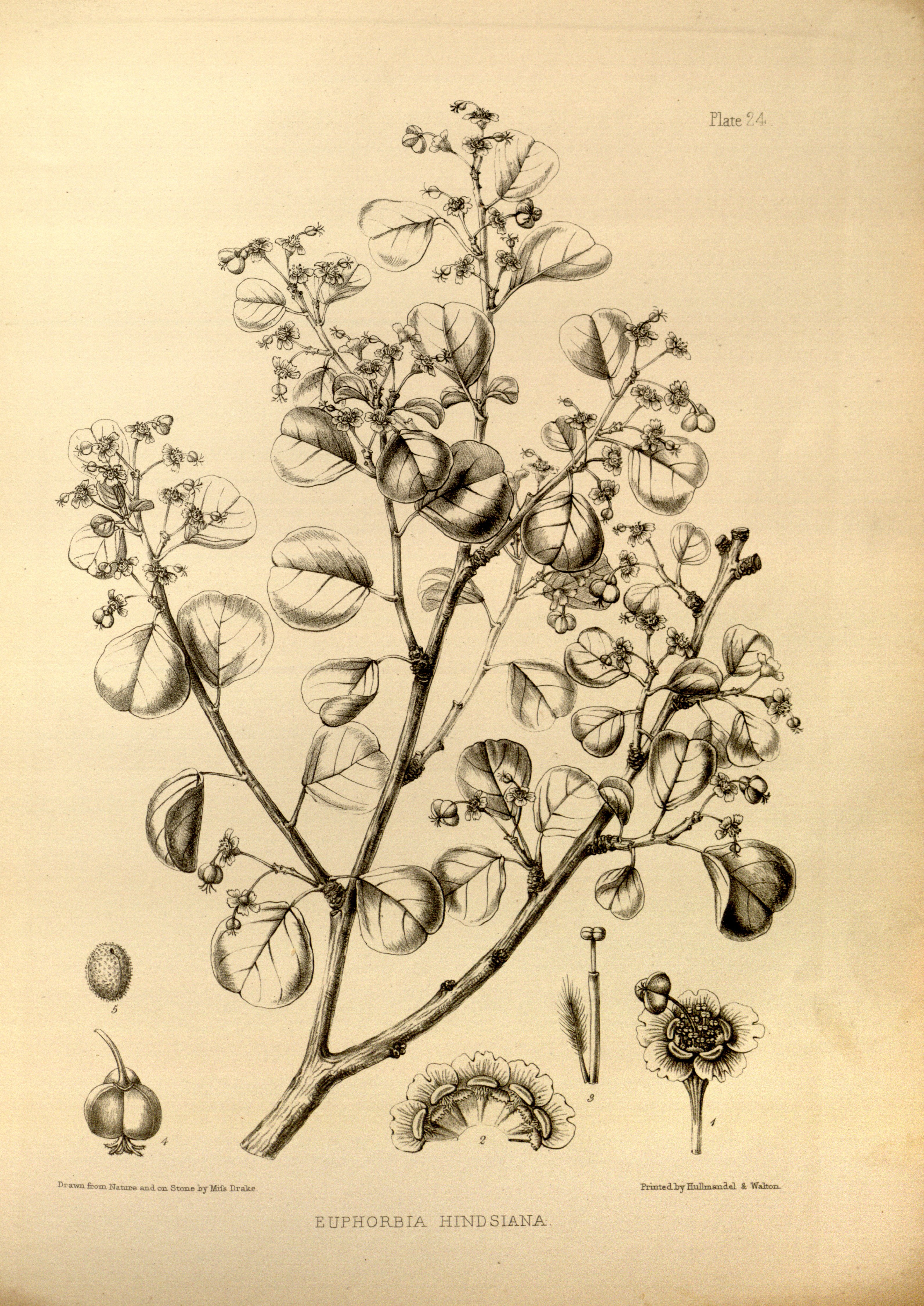 no full size  illustration available (3a)