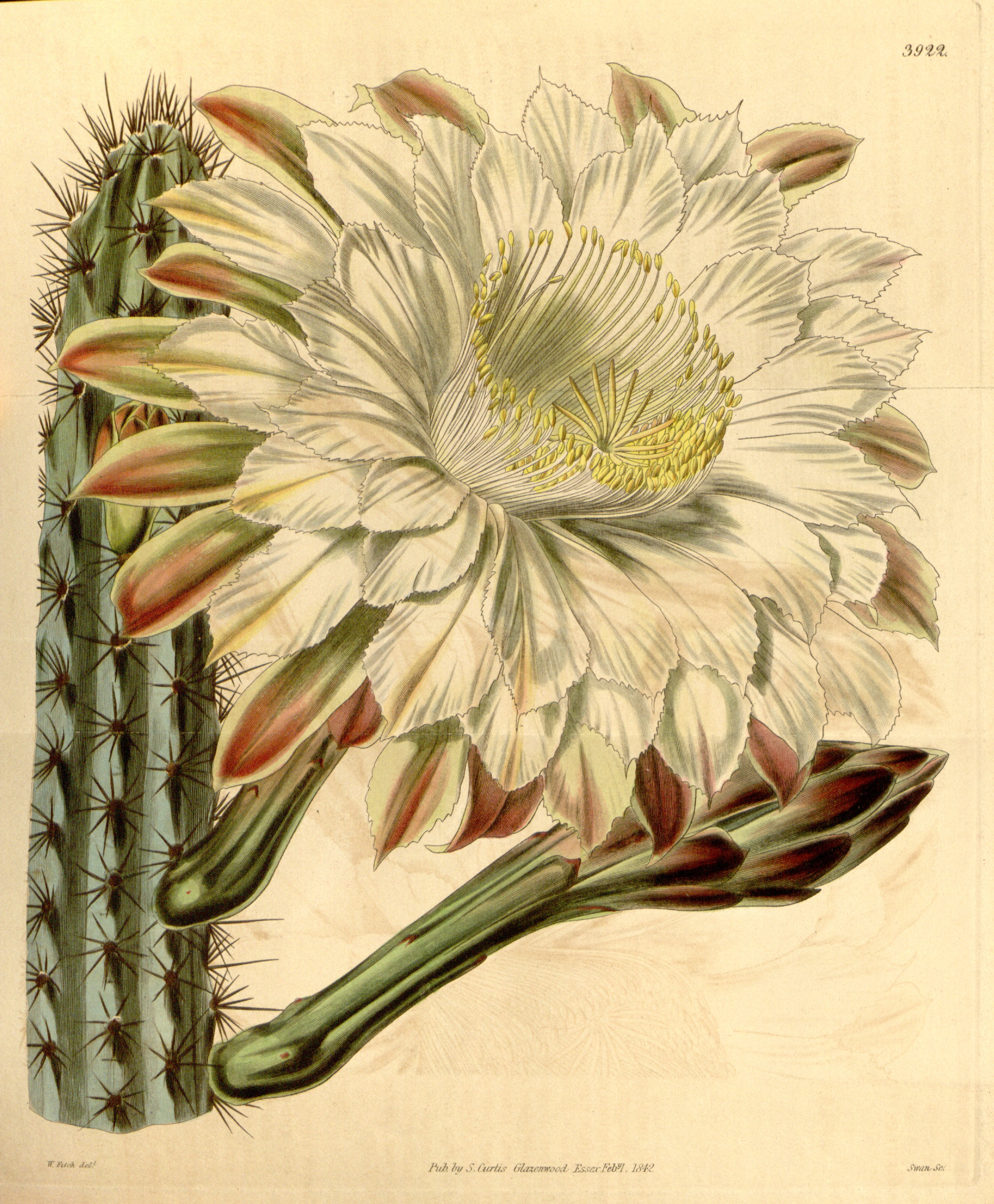 no full size  illustration available (3a)