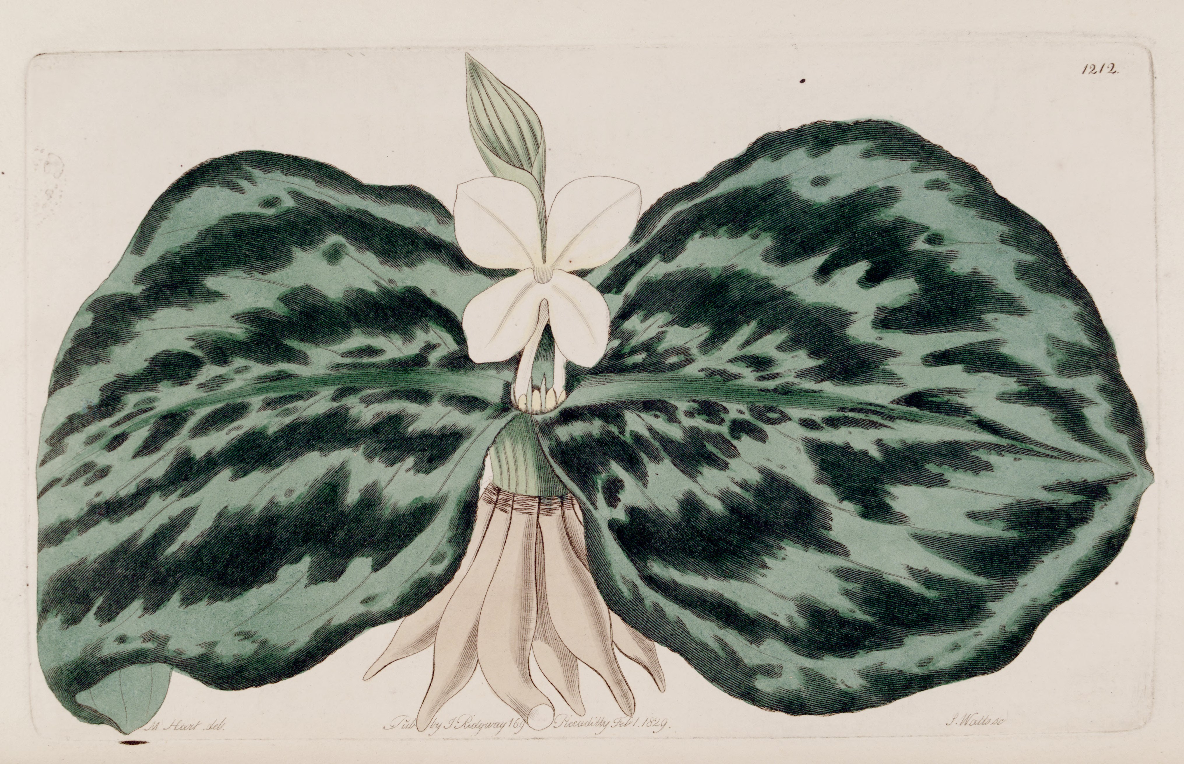 no full size  illustration available (3a)