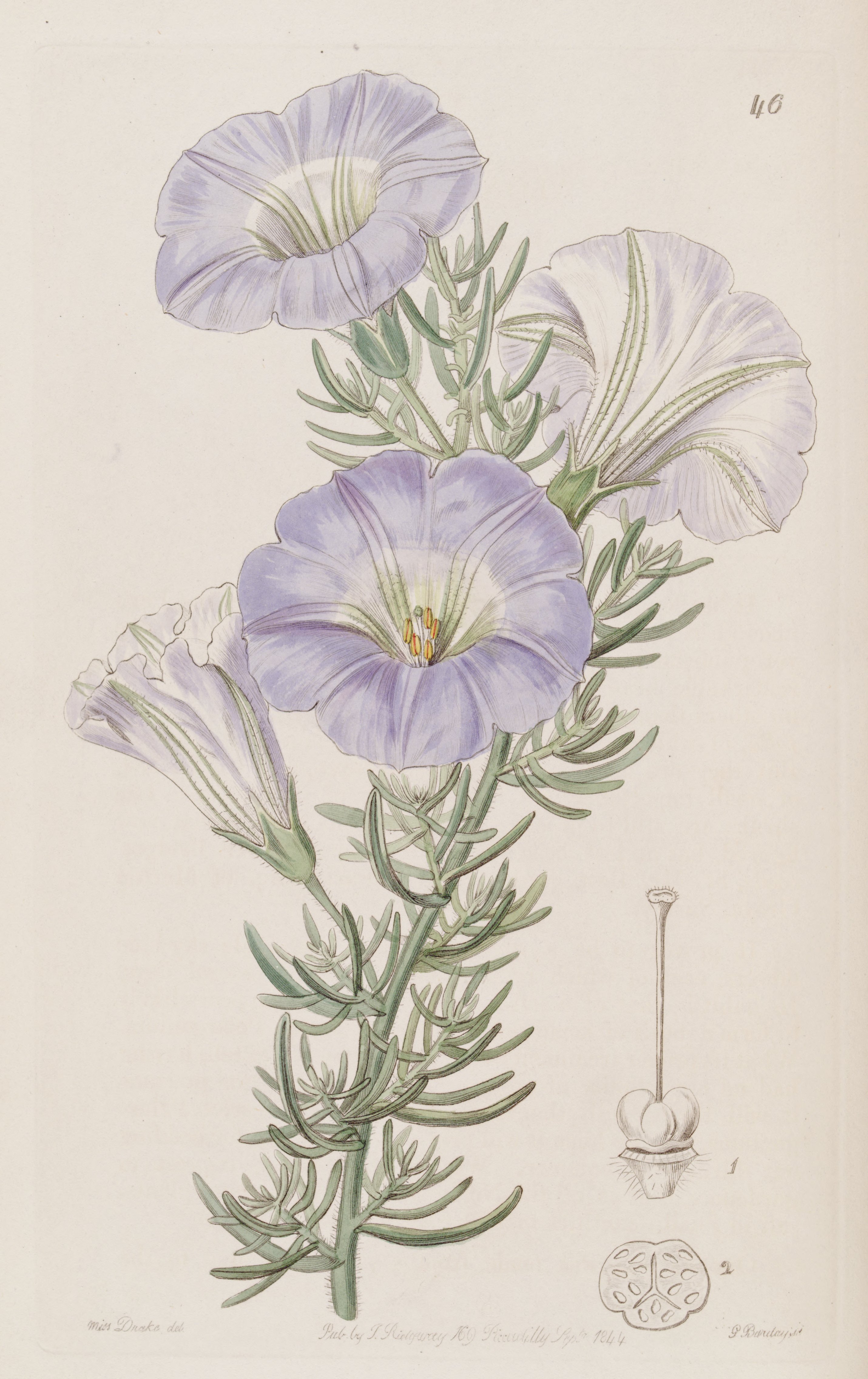 no full size  illustration available (3a)