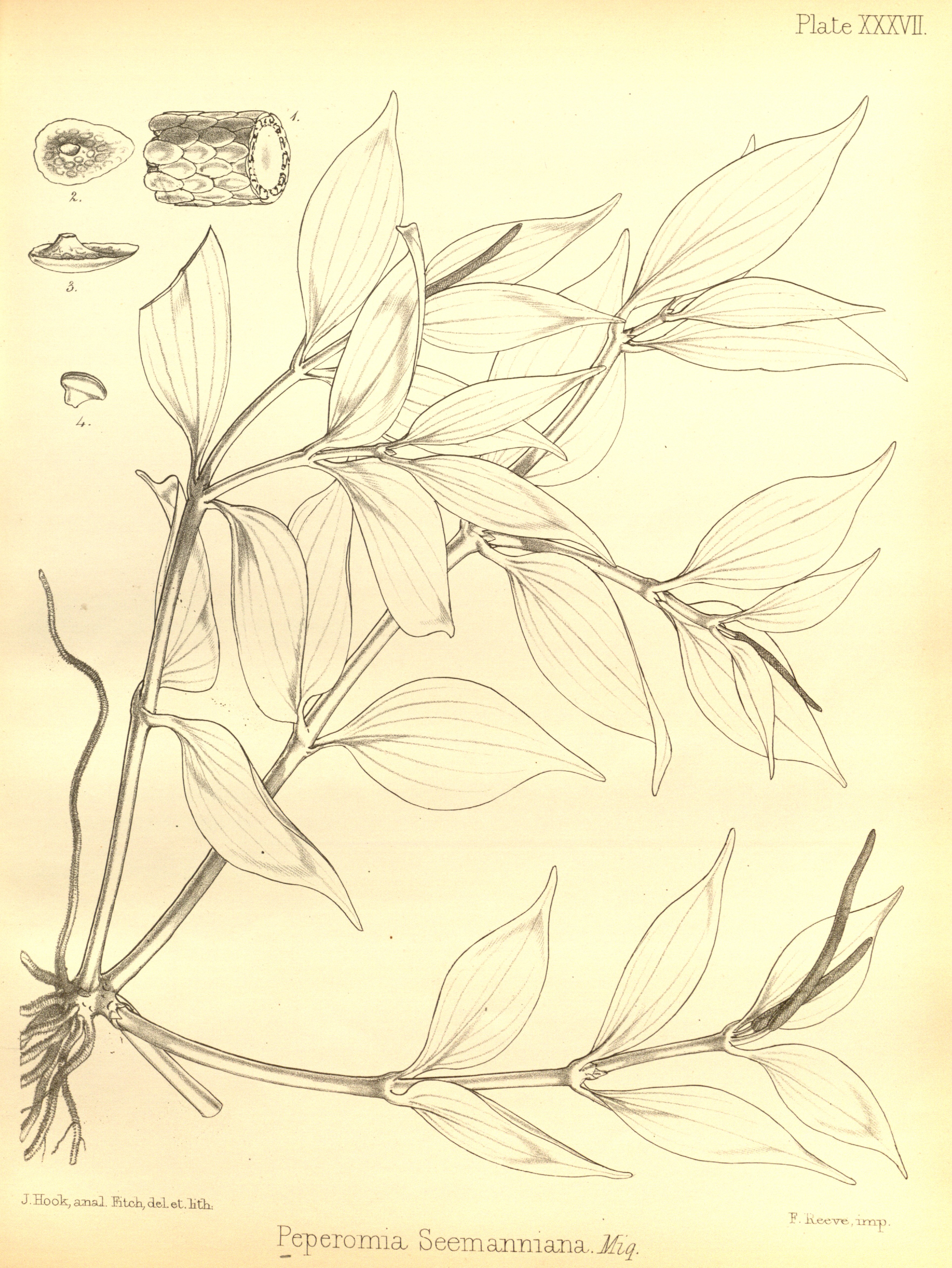 no full size  illustration available (3a)