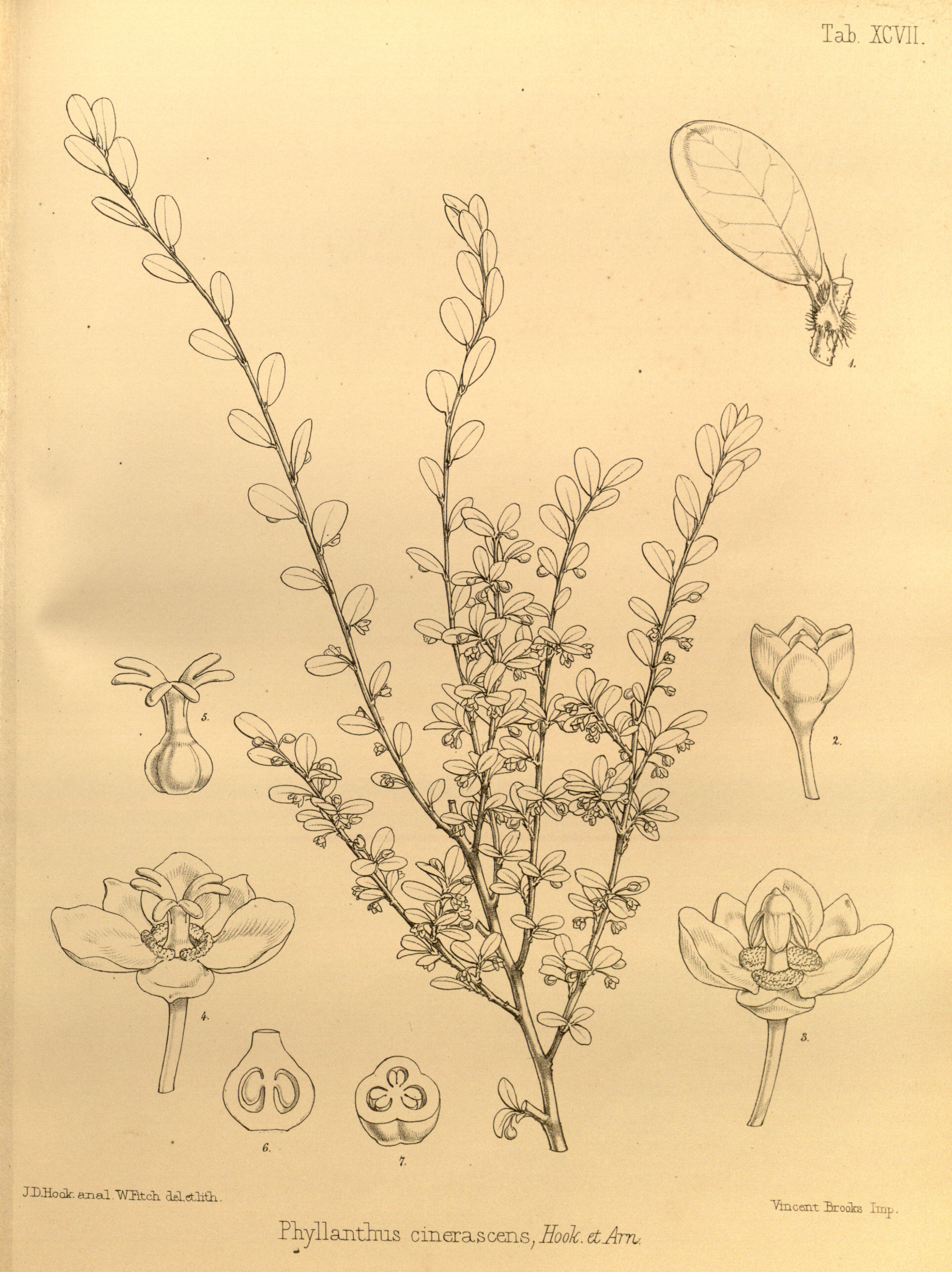 no full size  illustration available (3a)