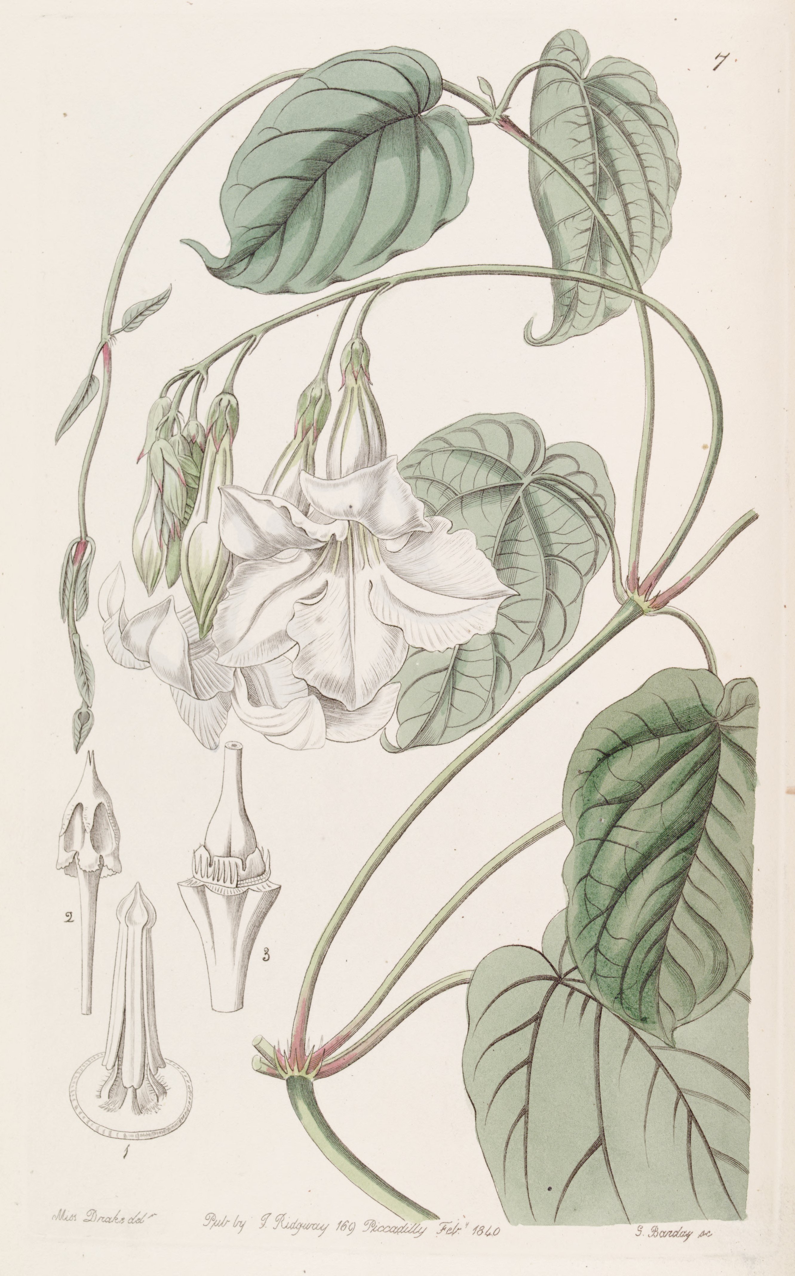 no full size  illustration available (3a)