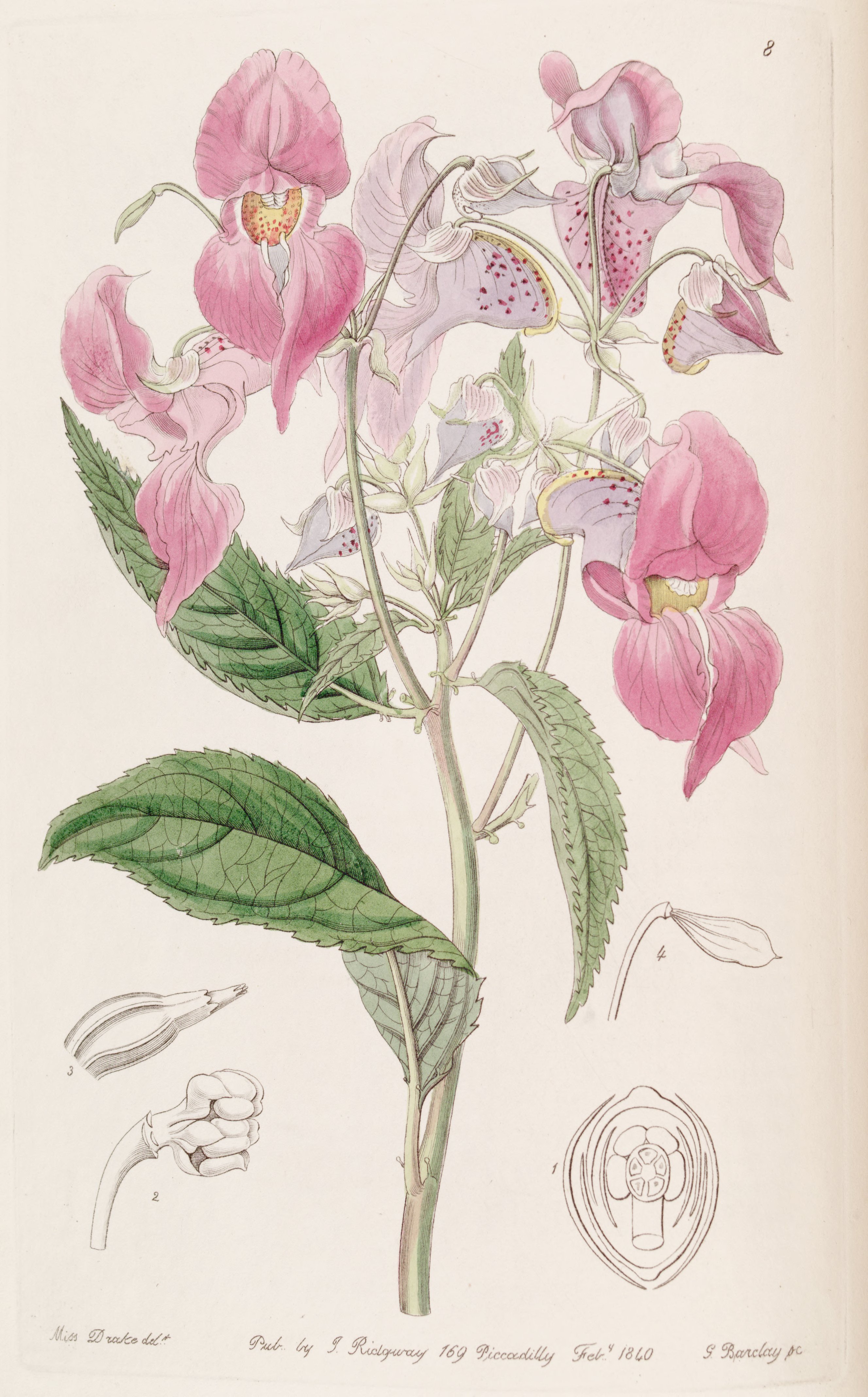 no full size  illustration available (3a)