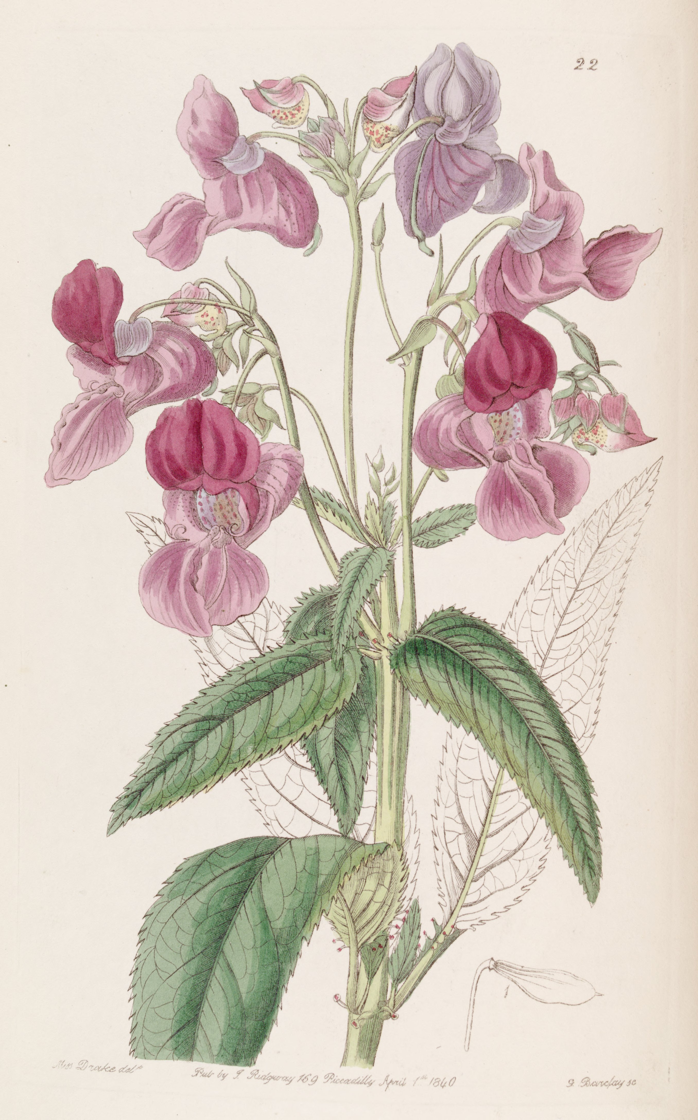 no full size  illustration available (3a)