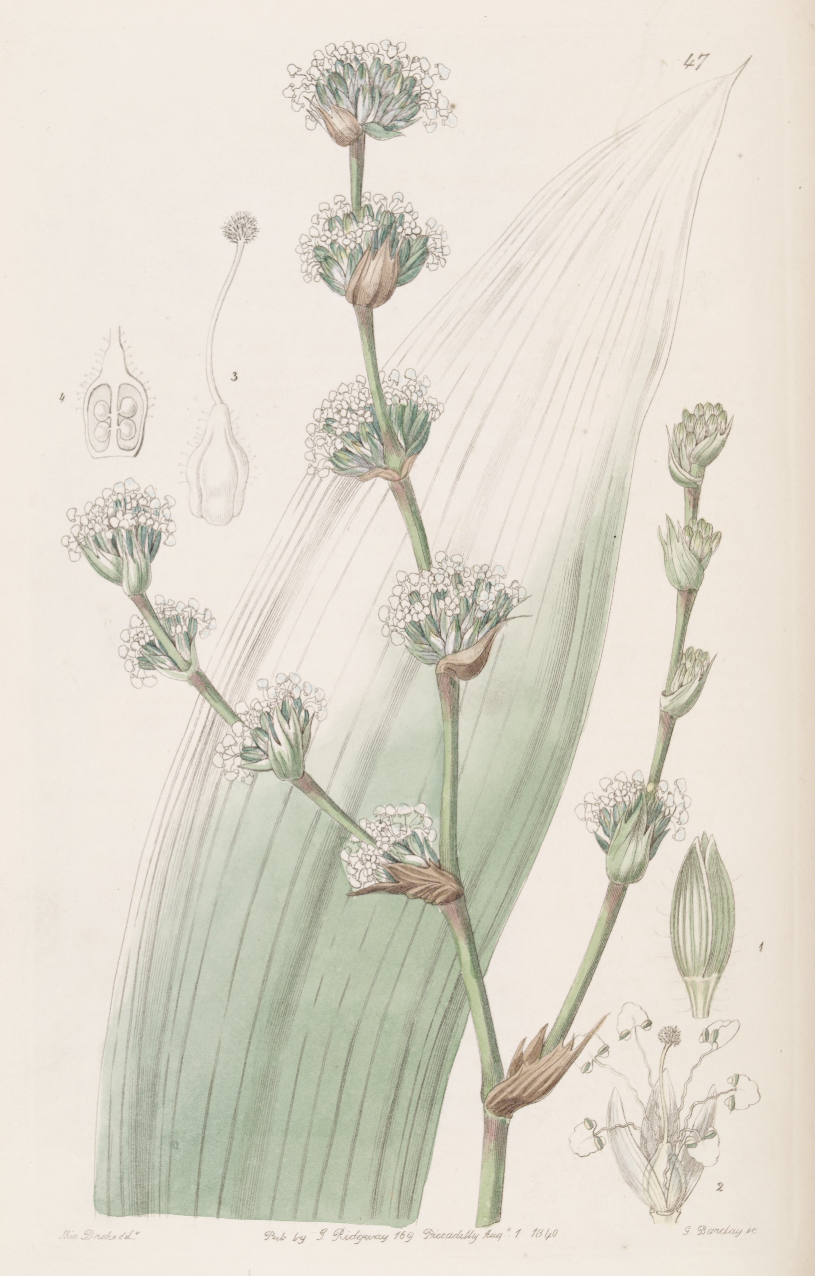 no full size  illustration available (3a)