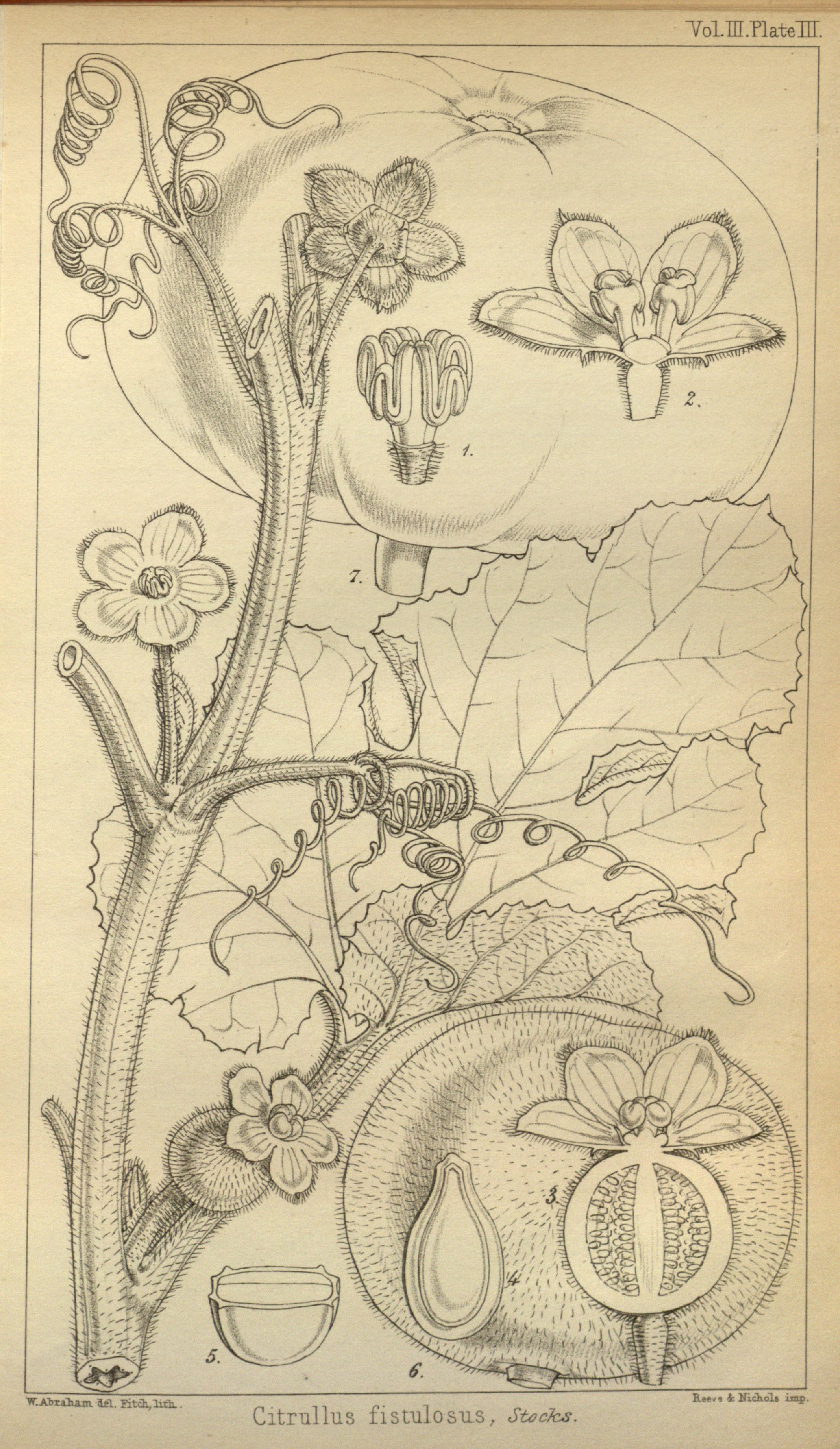 no full size  illustration available (3a)