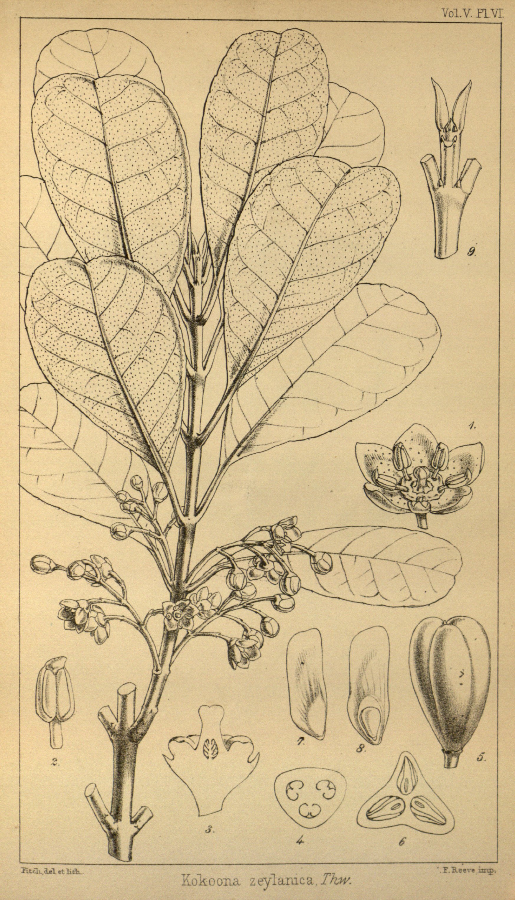 no full size  illustration available (3a)