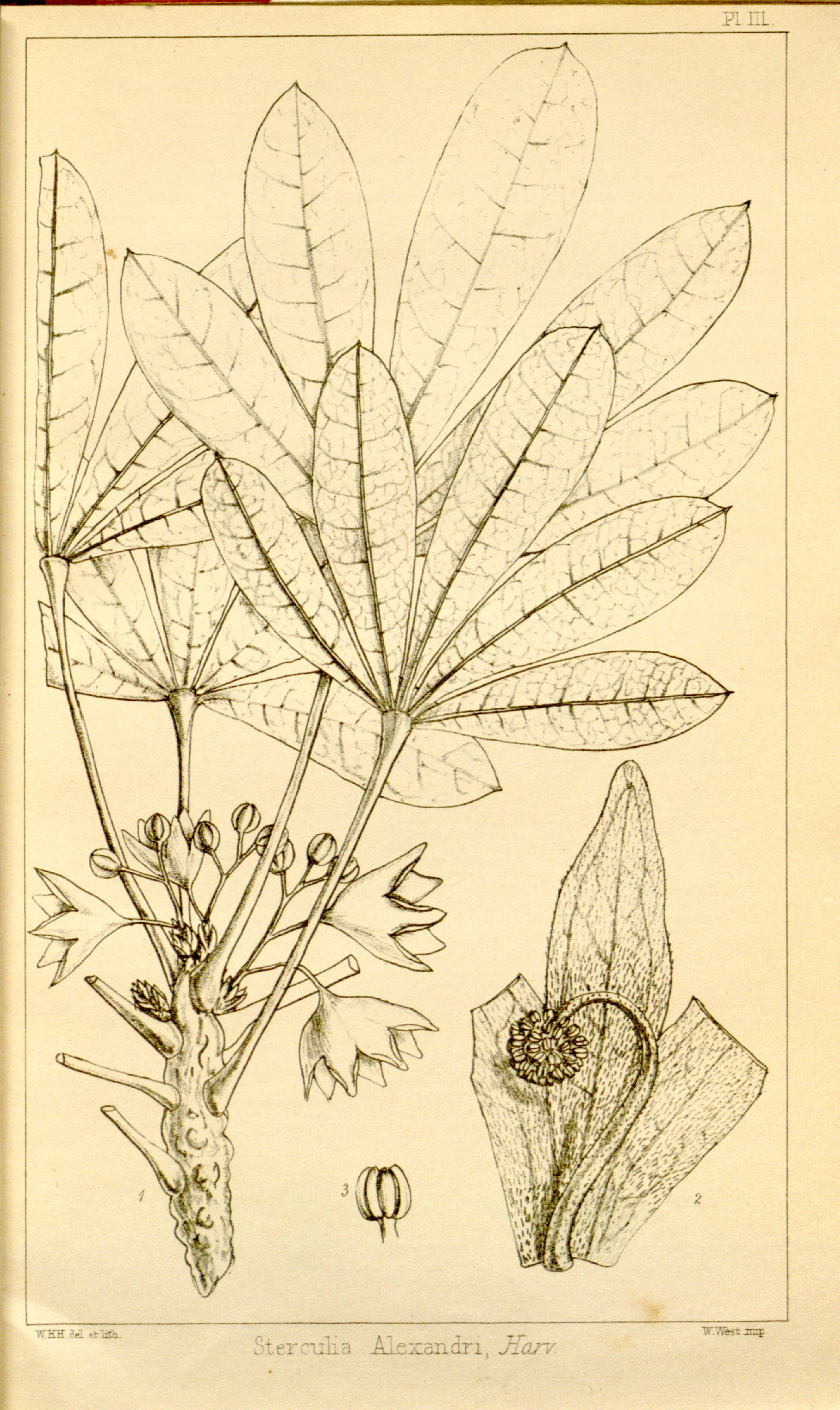 no full size  illustration available (3a)