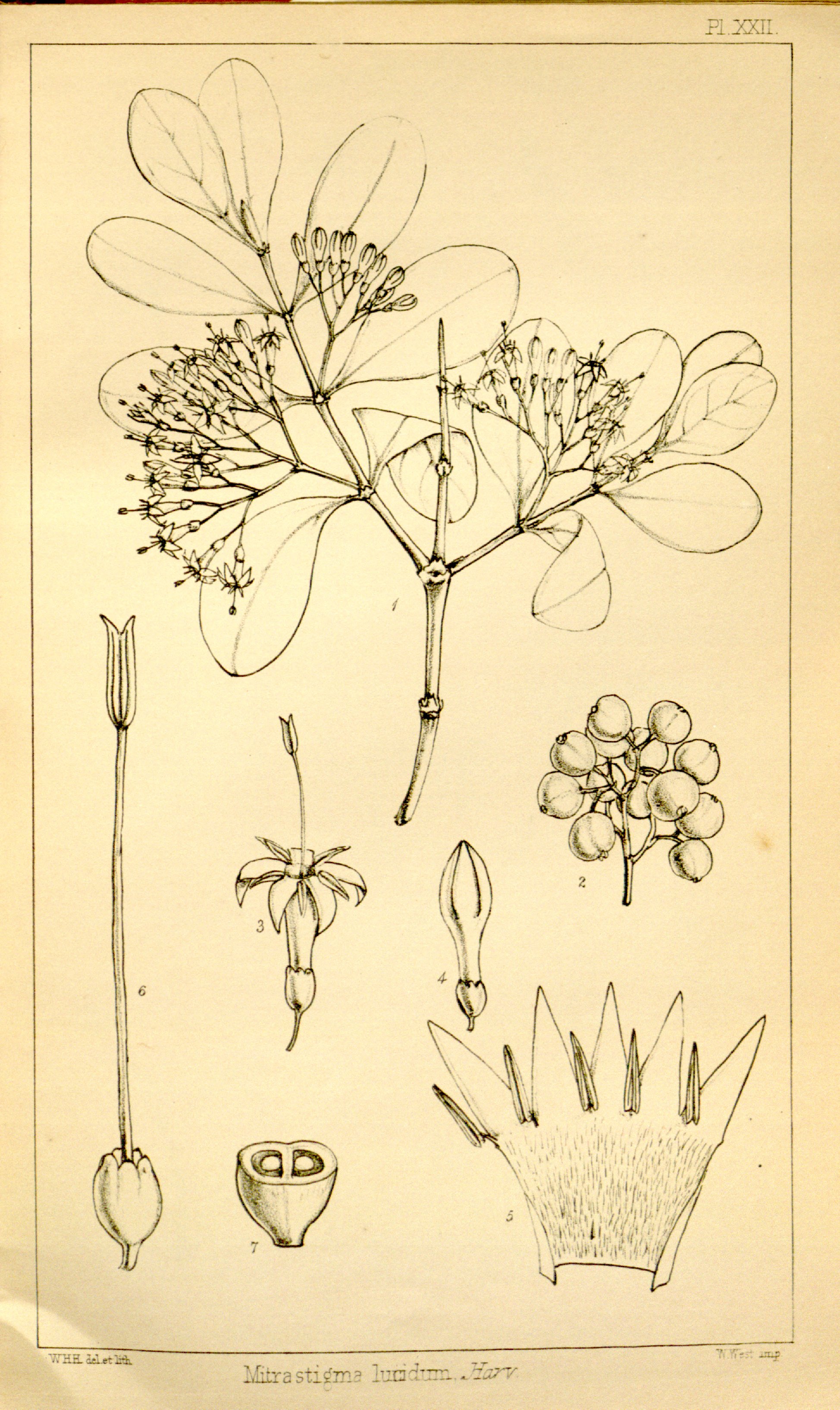 no full size  illustration available (3a)