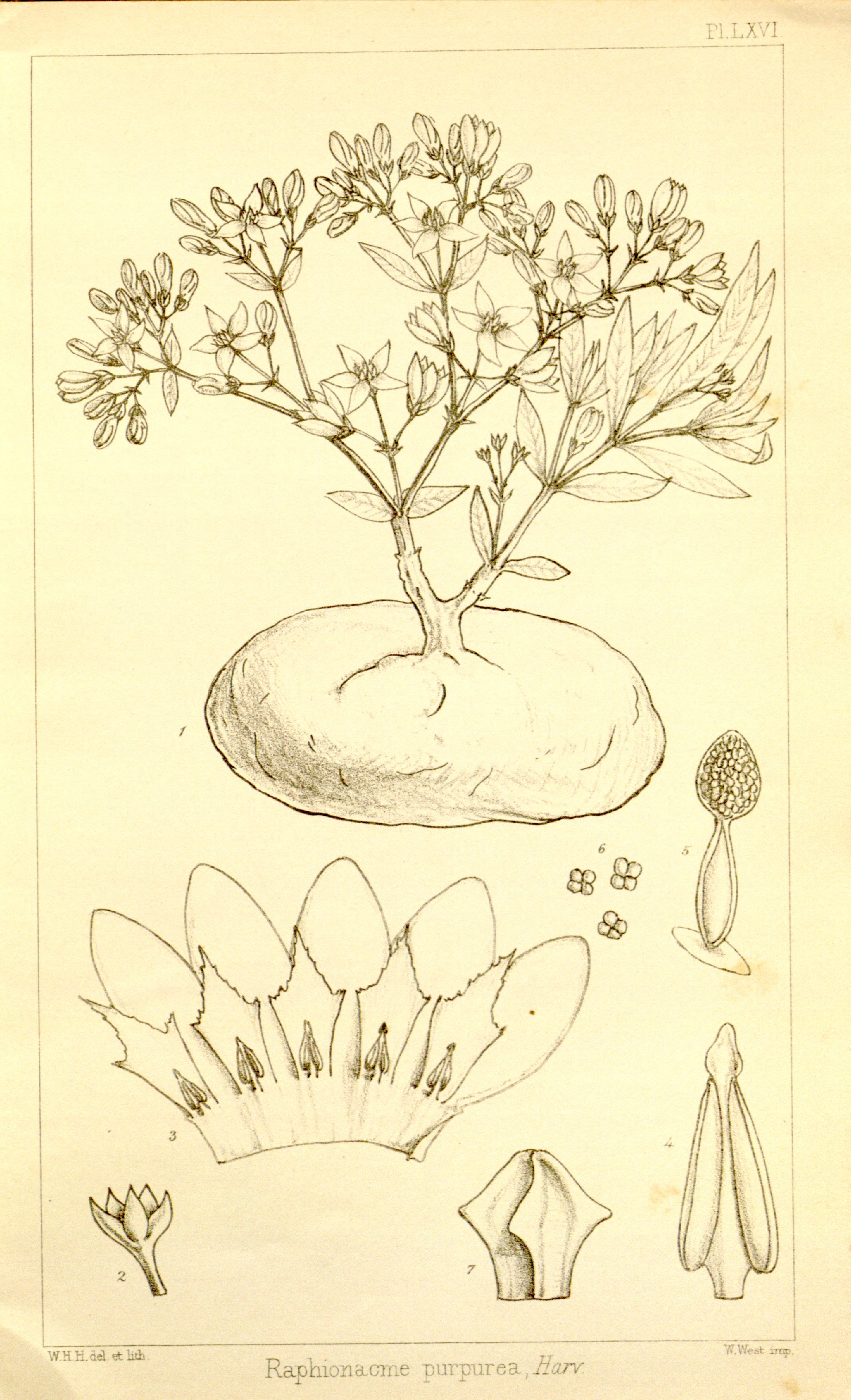 no full size  illustration available (3a)