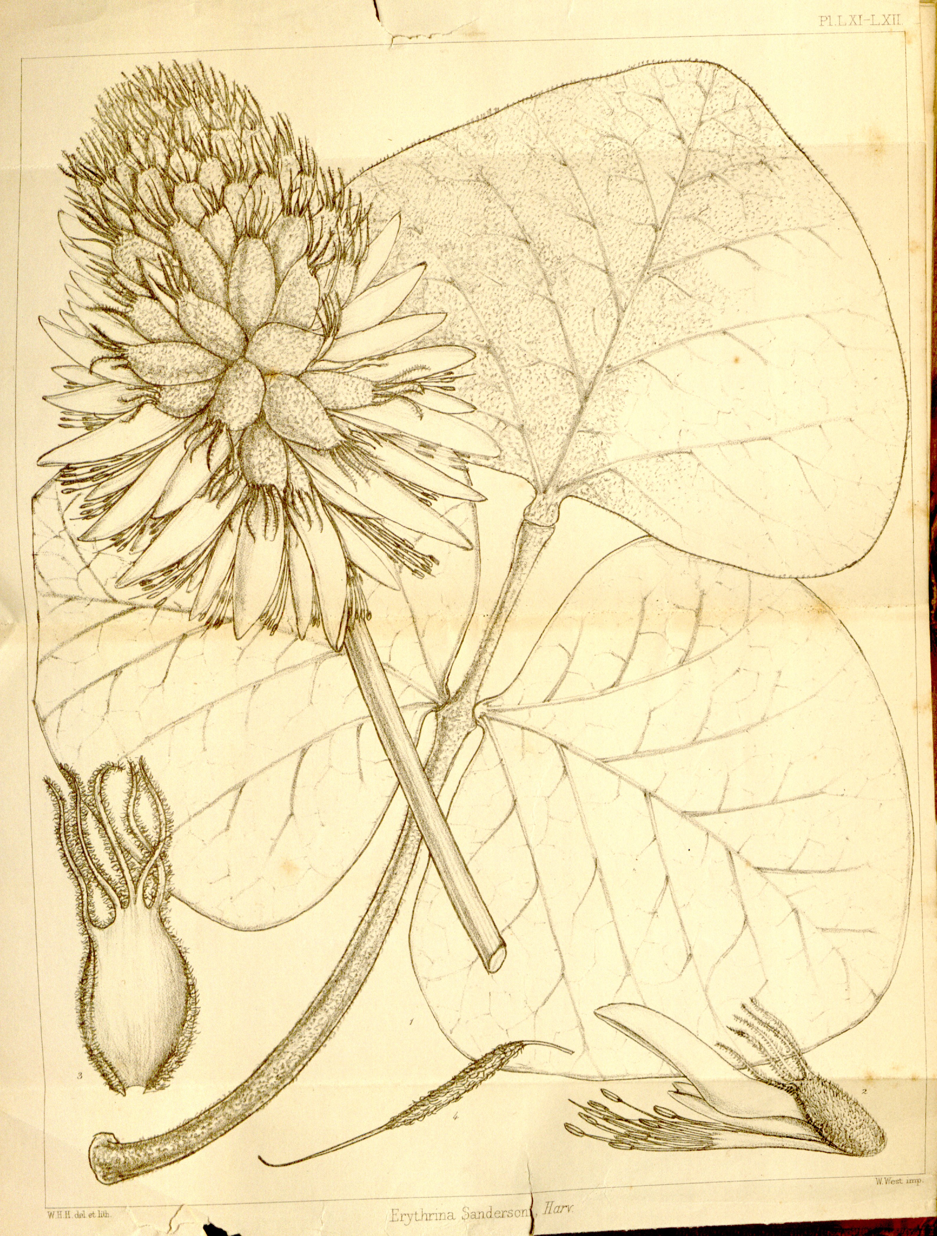 no full size  illustration available (3a)