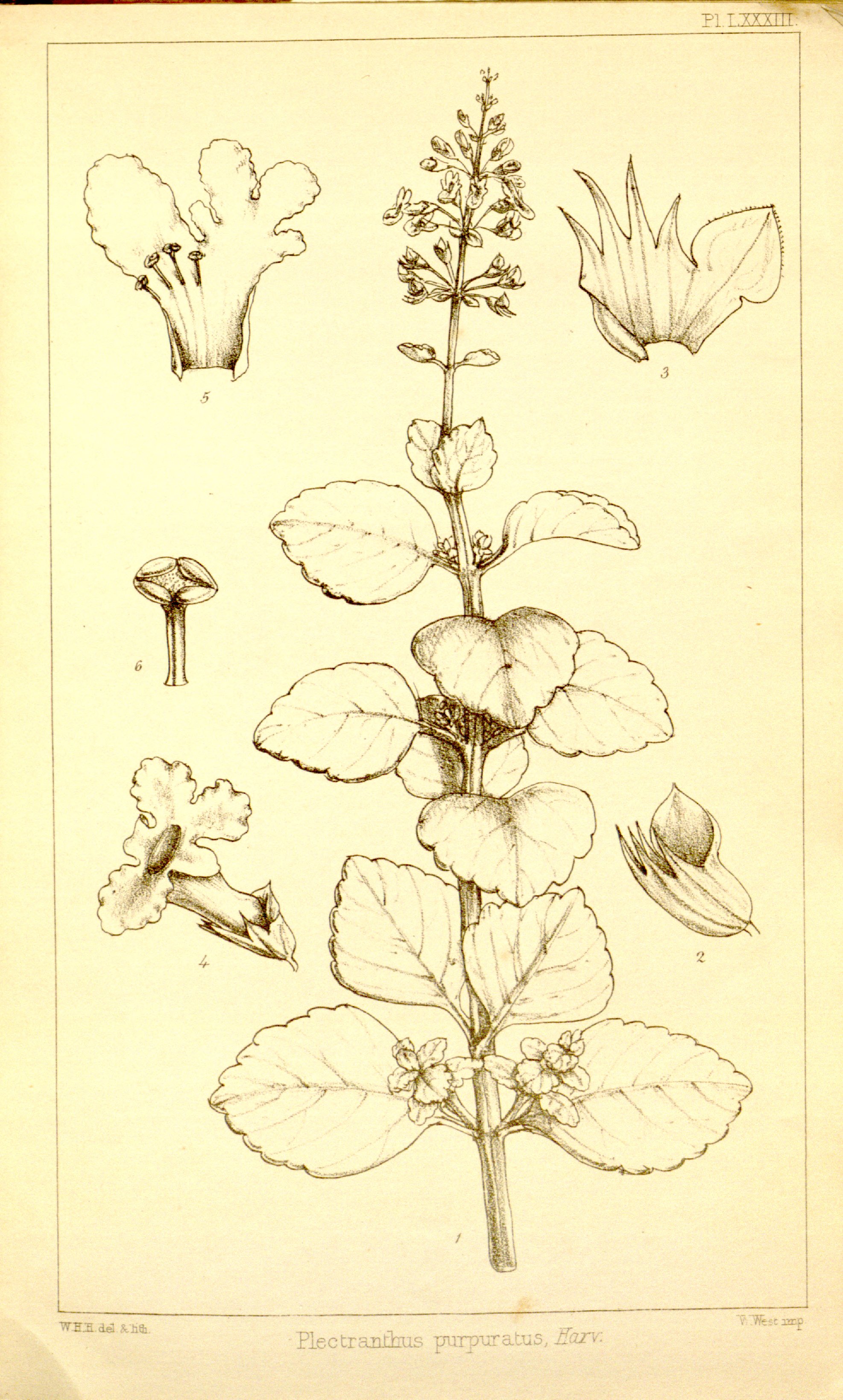 no full size  illustration available (3a)