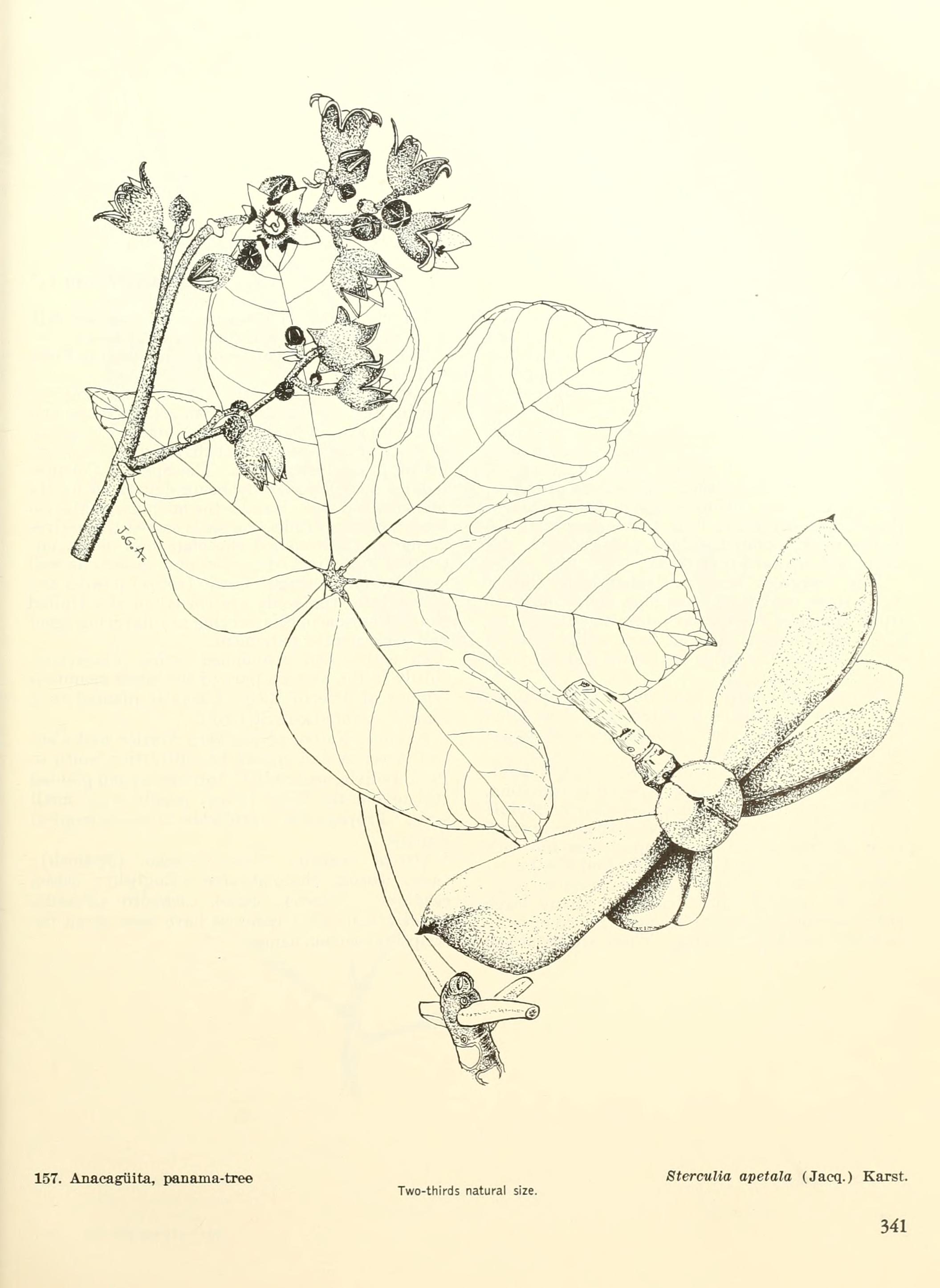 no full size  illustration available (3a)