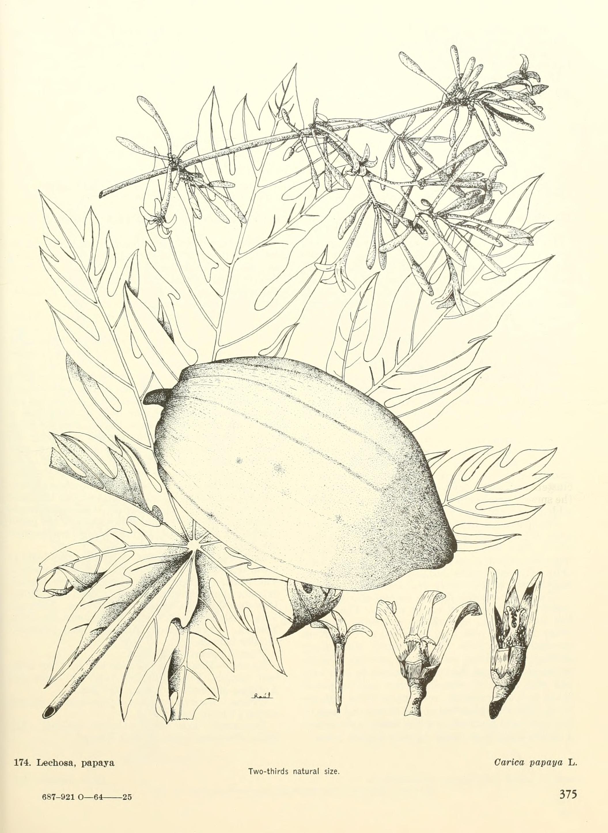 no full size  illustration available (3a)