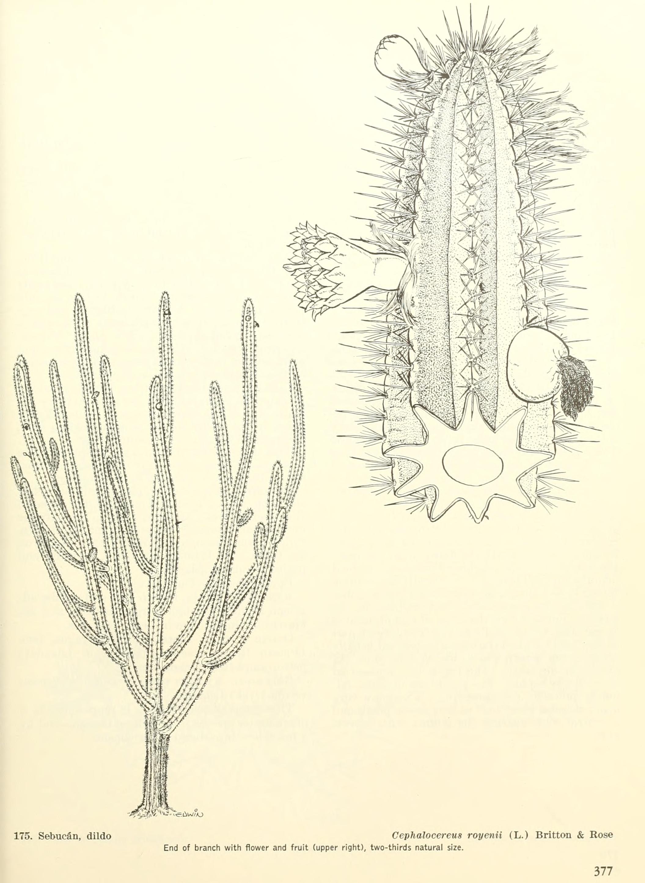 no full size  illustration available (3a)