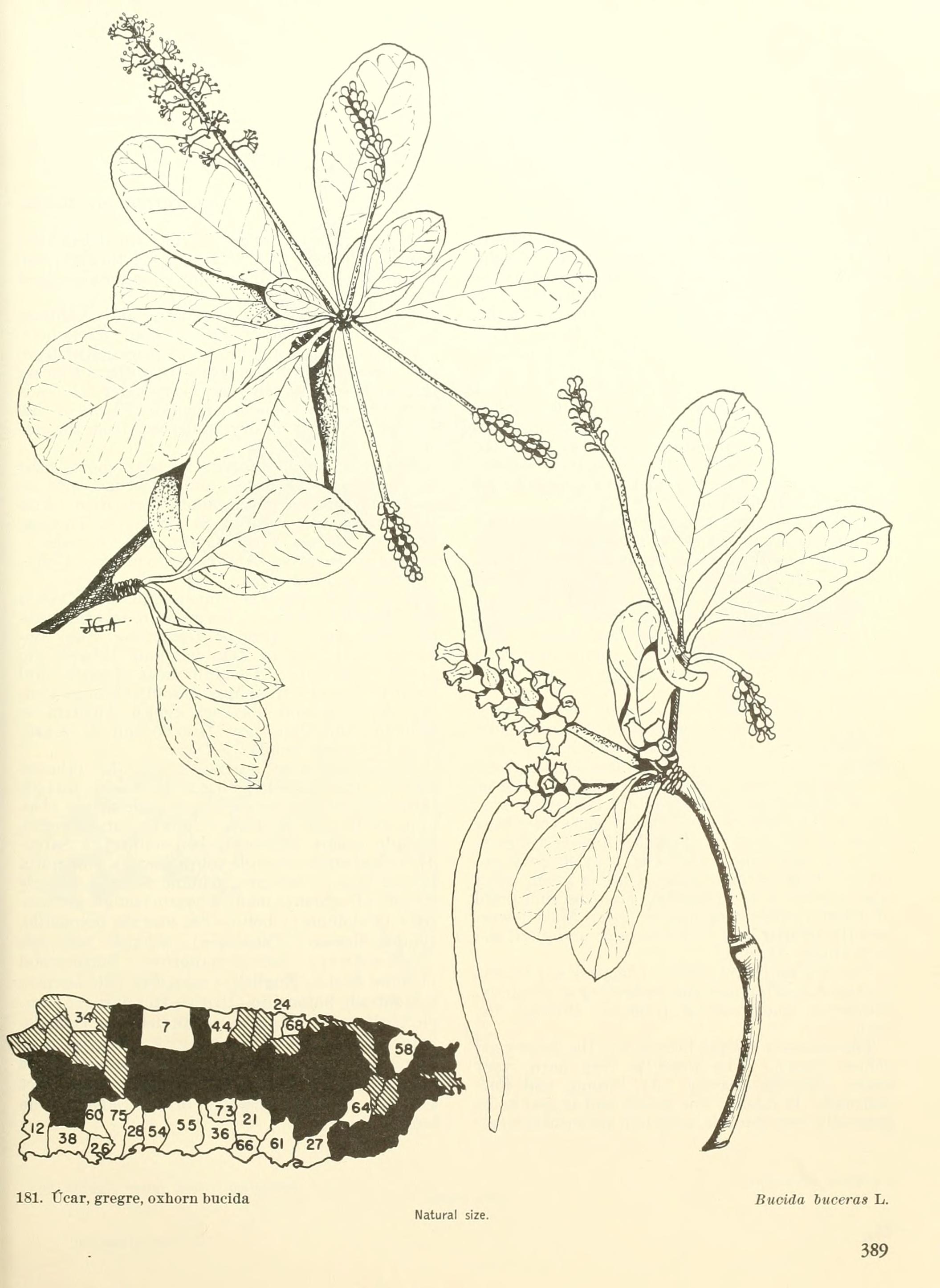 no full size  illustration available (3a)