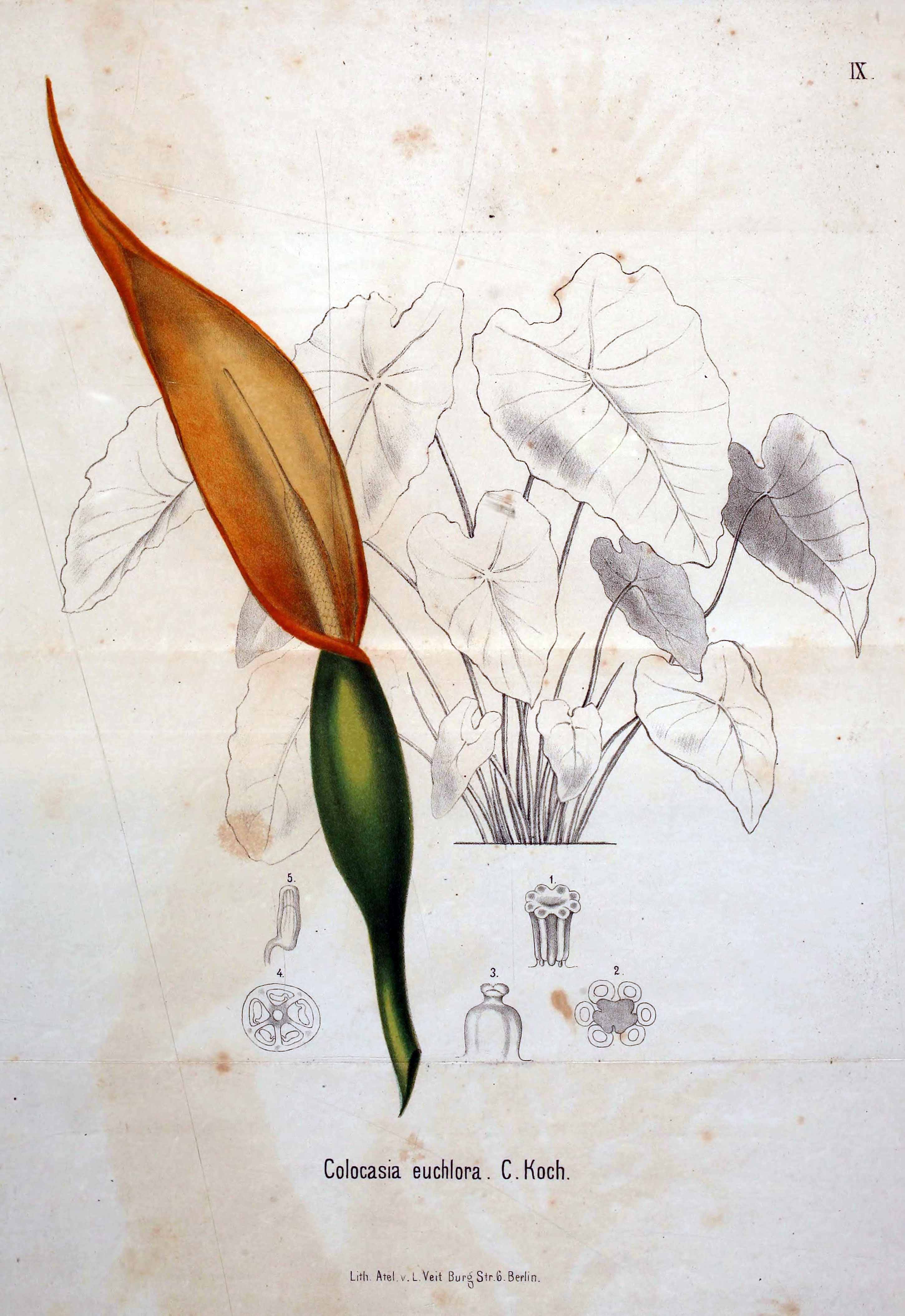 no full size  illustration available (3a)