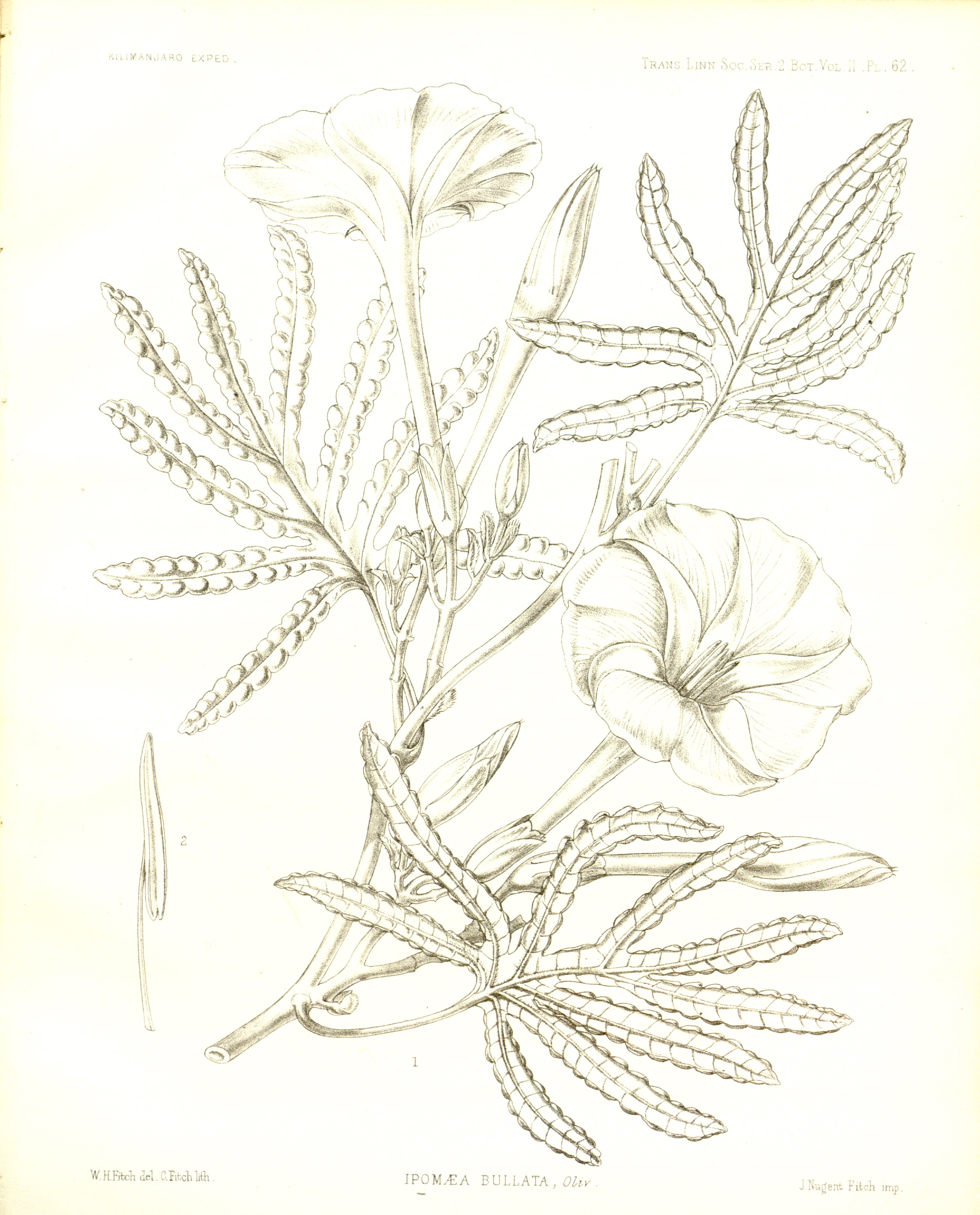 no full size  illustration available (3a)