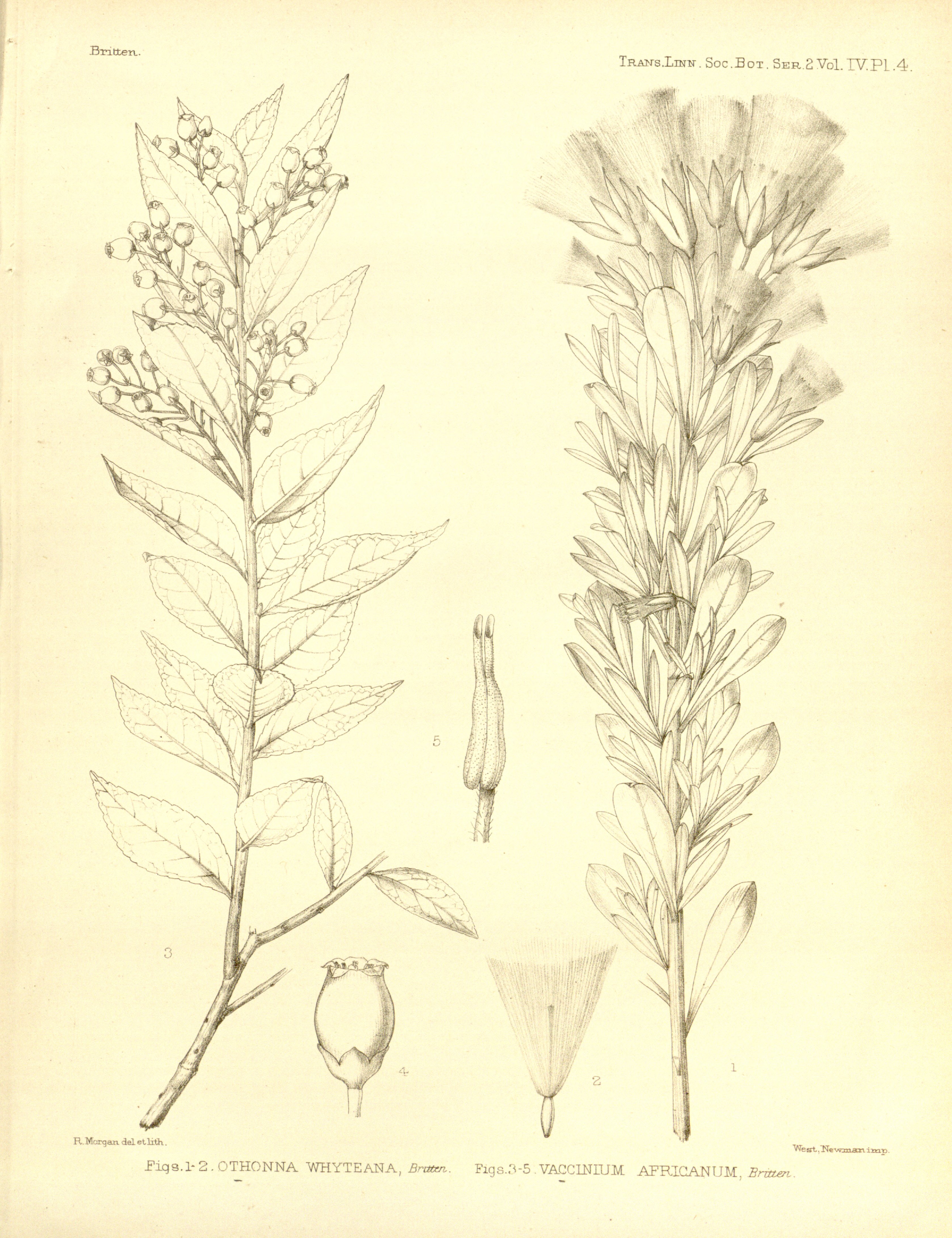 no full size  illustration available (3a)