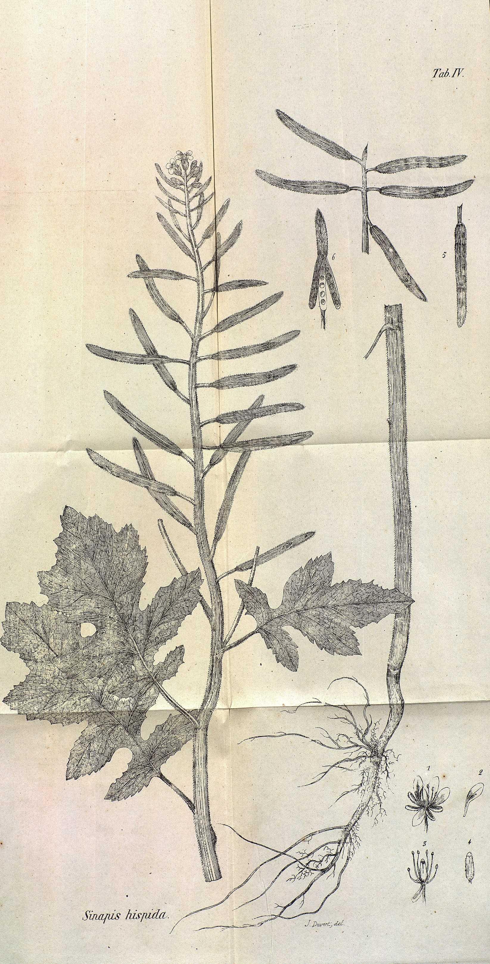 no full size  illustration available (3a)