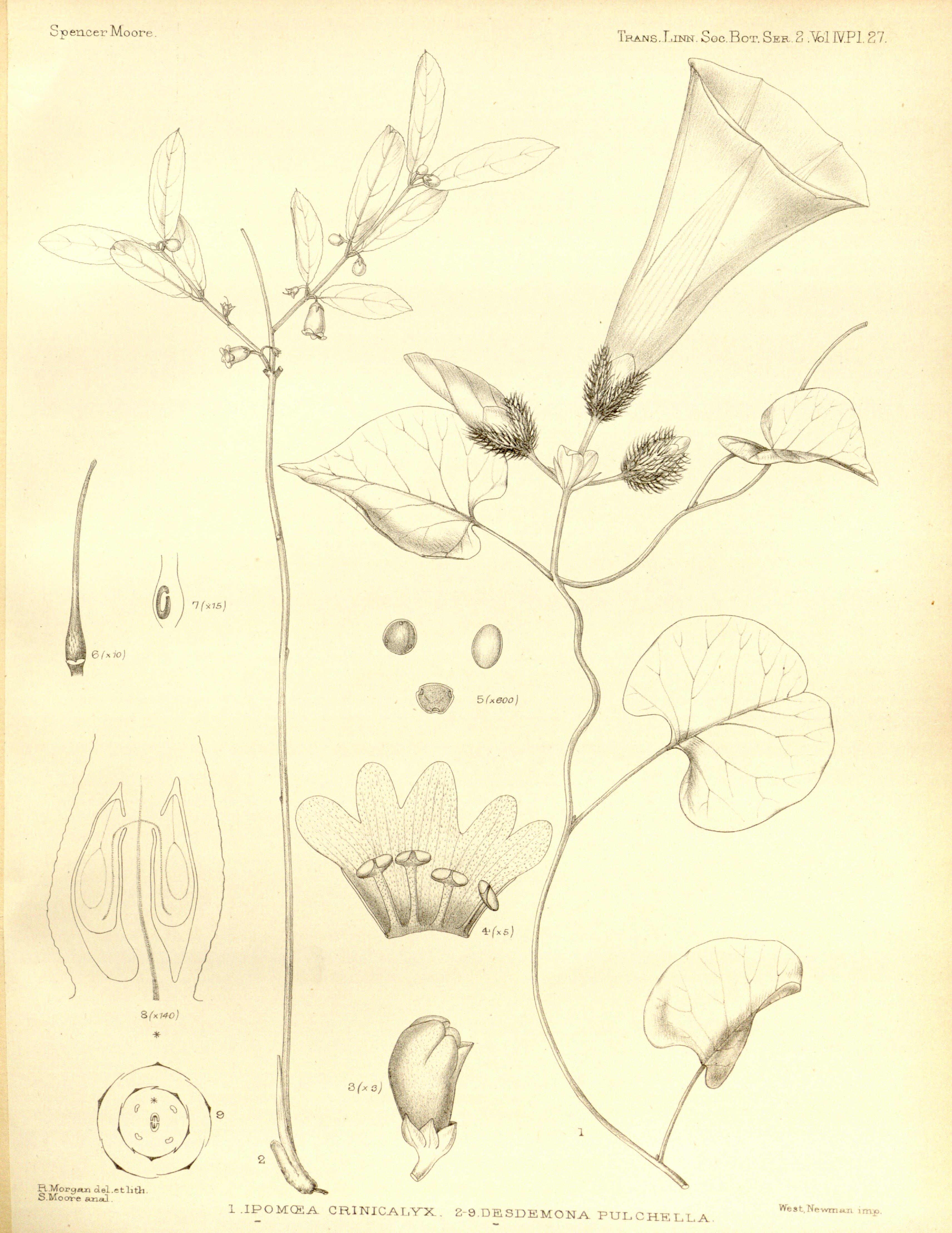 no full size  illustration available (3a)