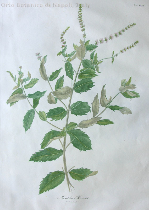 no full size  illustration available (3a)