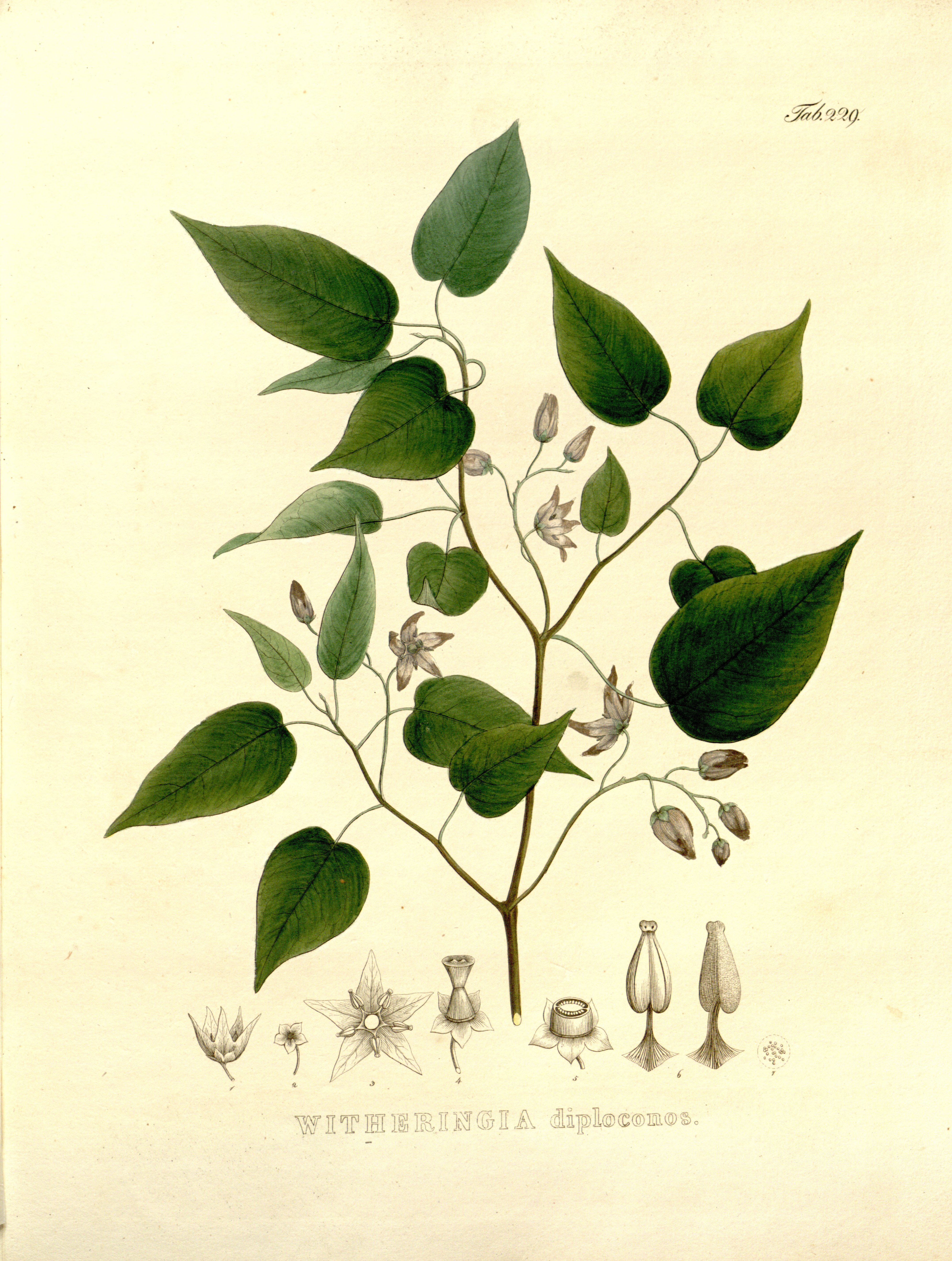 no full size  illustration available (3a)