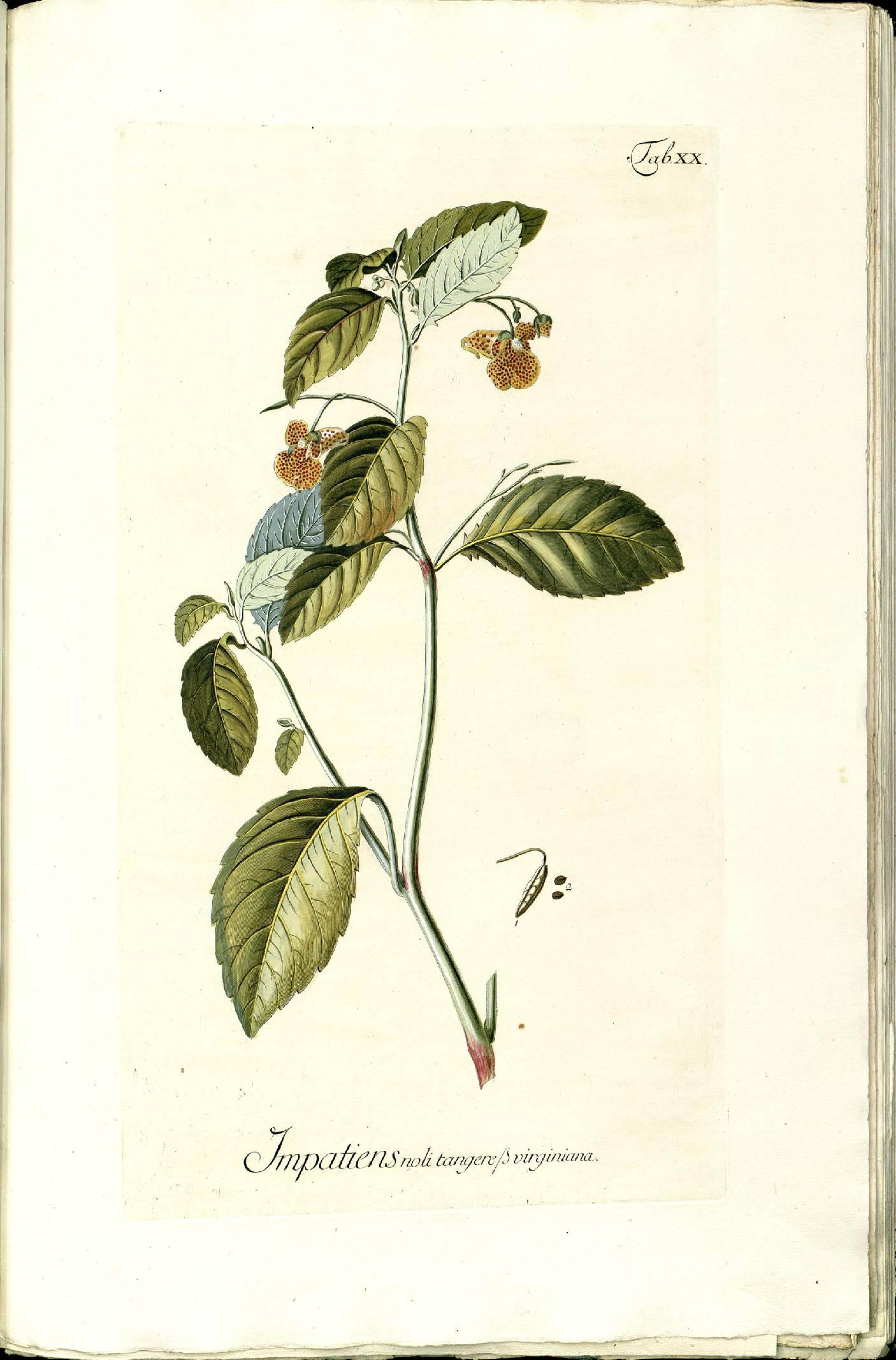 no full size  illustration available (3a)