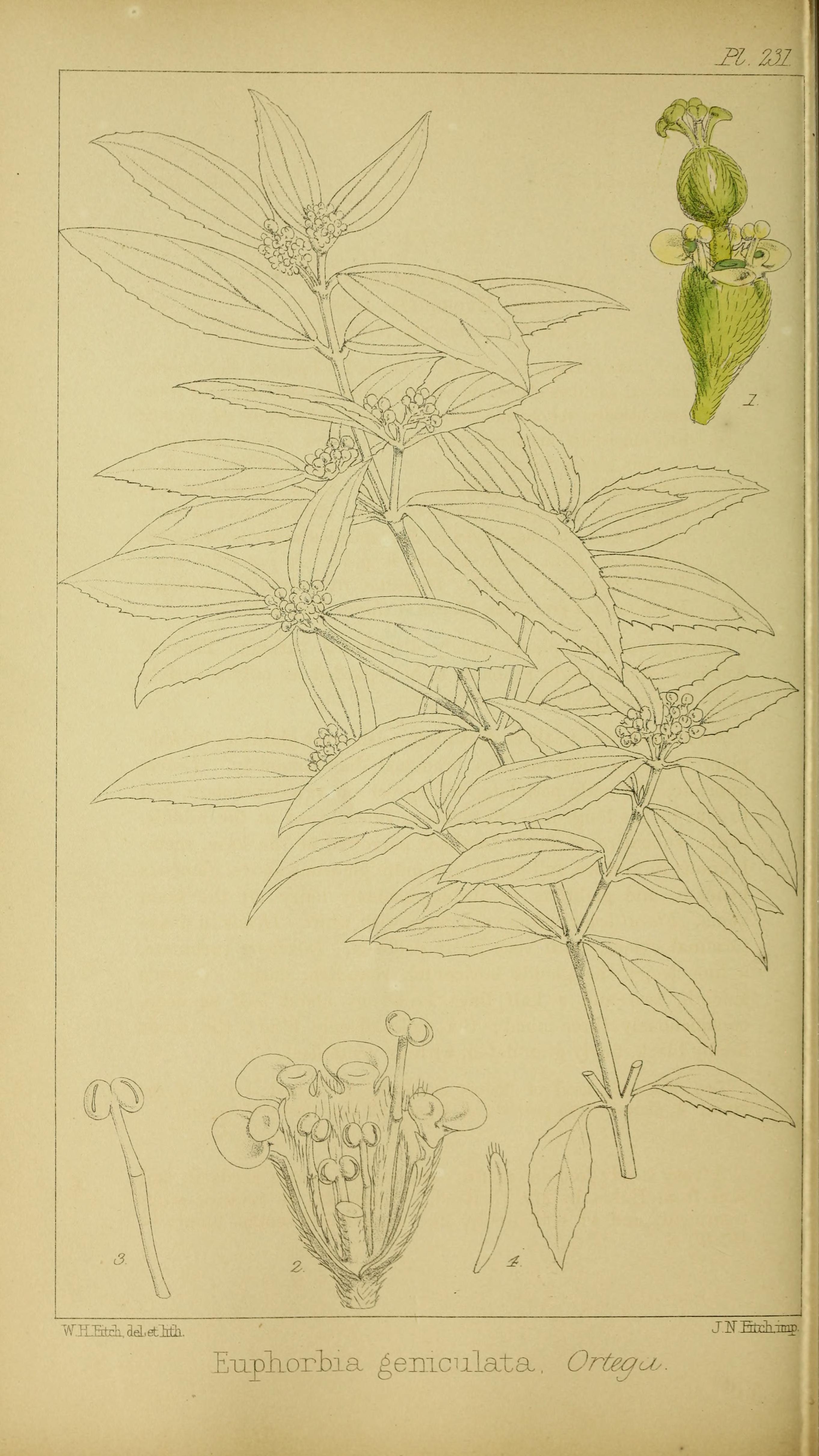 no full size  illustration available (3a)