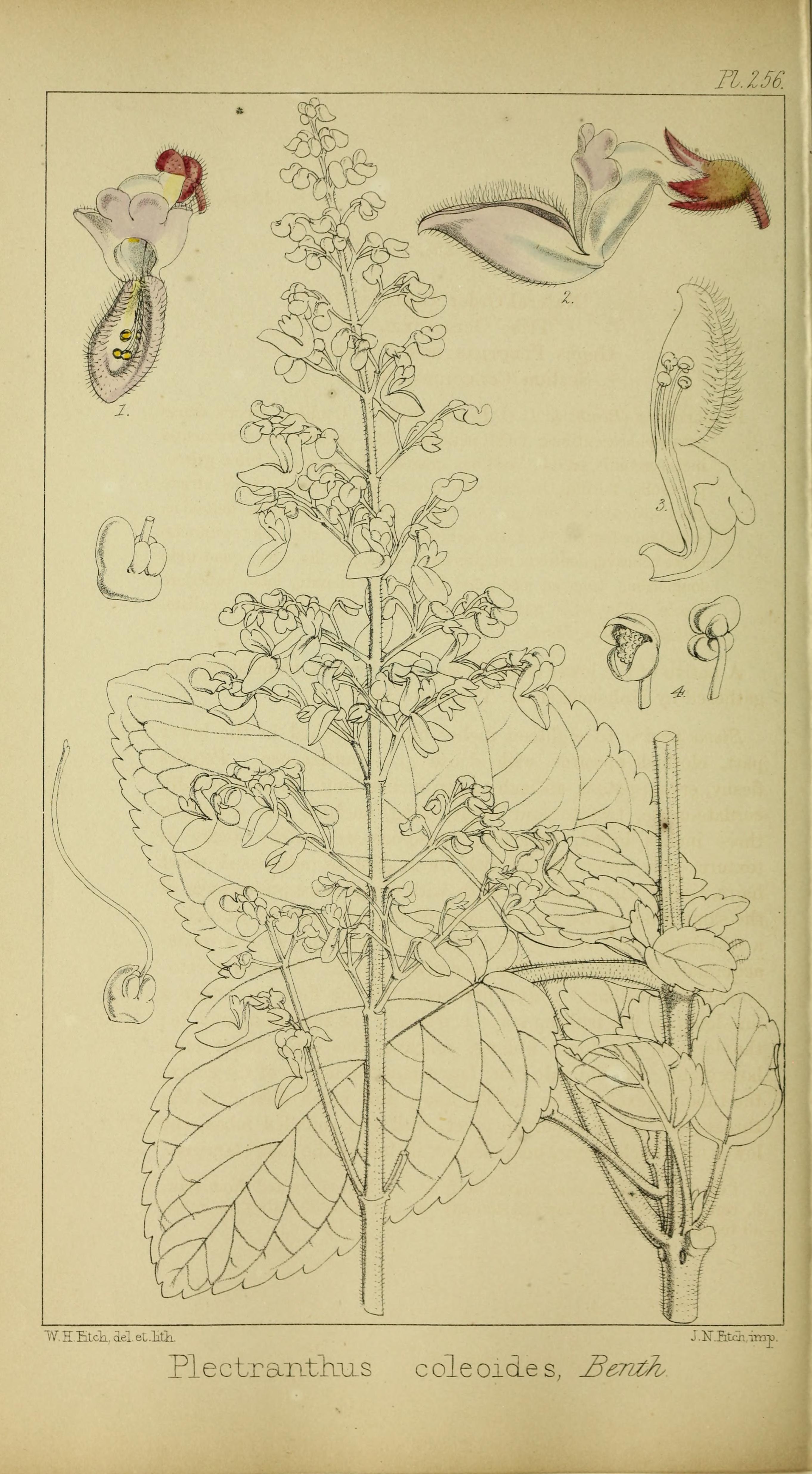 no full size  illustration available (3a)