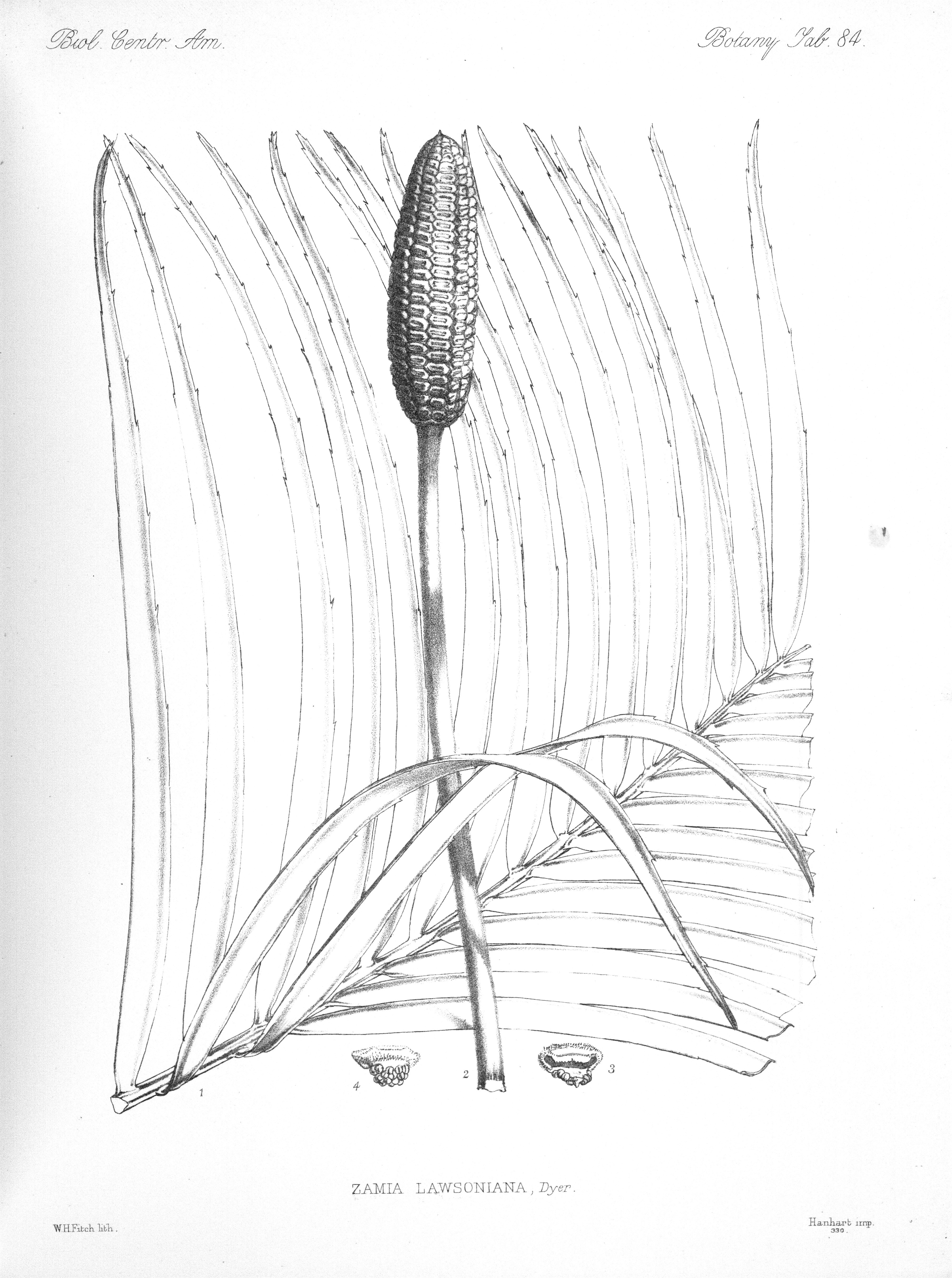 no full size  illustration available (3a)