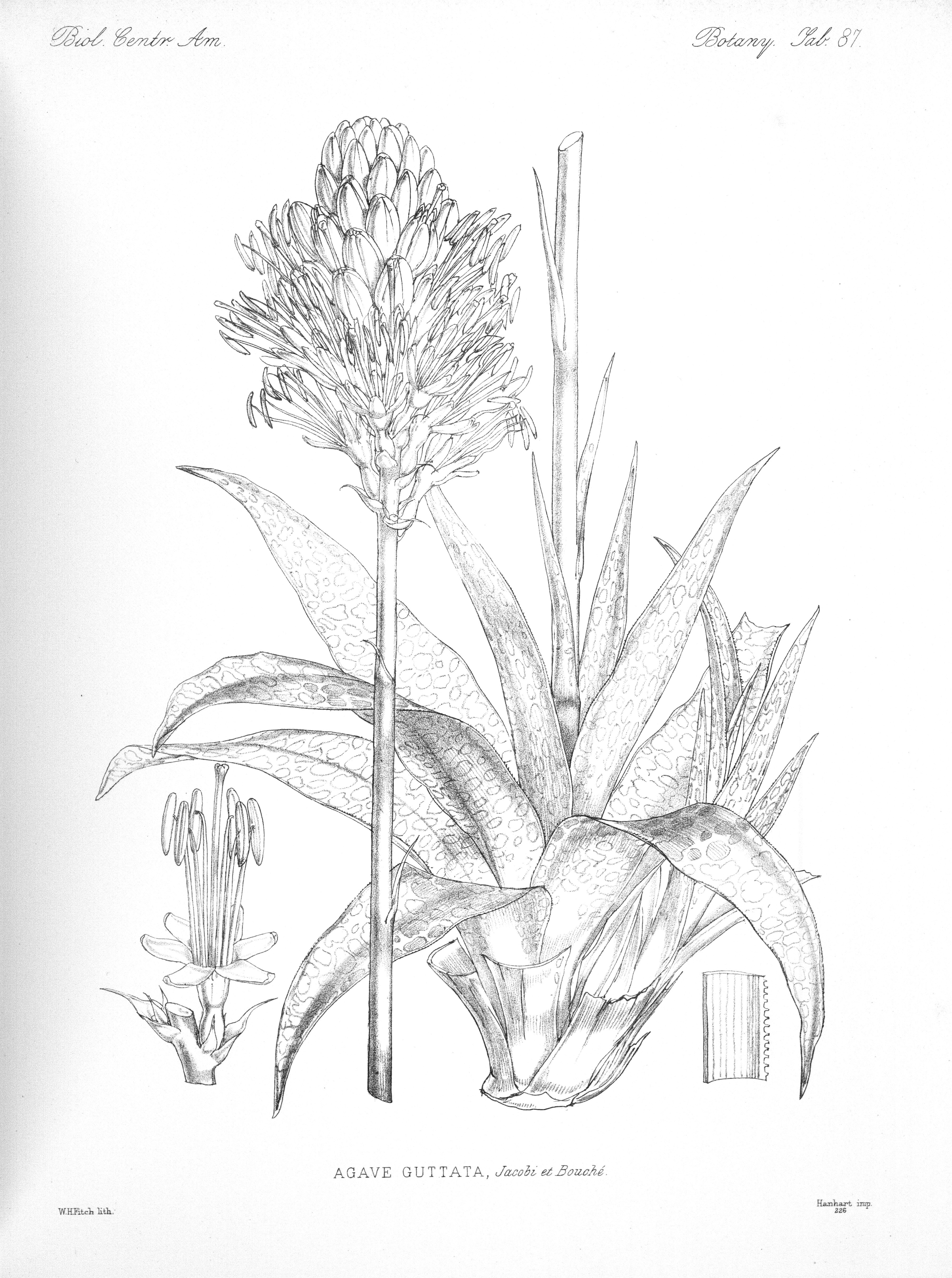 no full size  illustration available (3a)