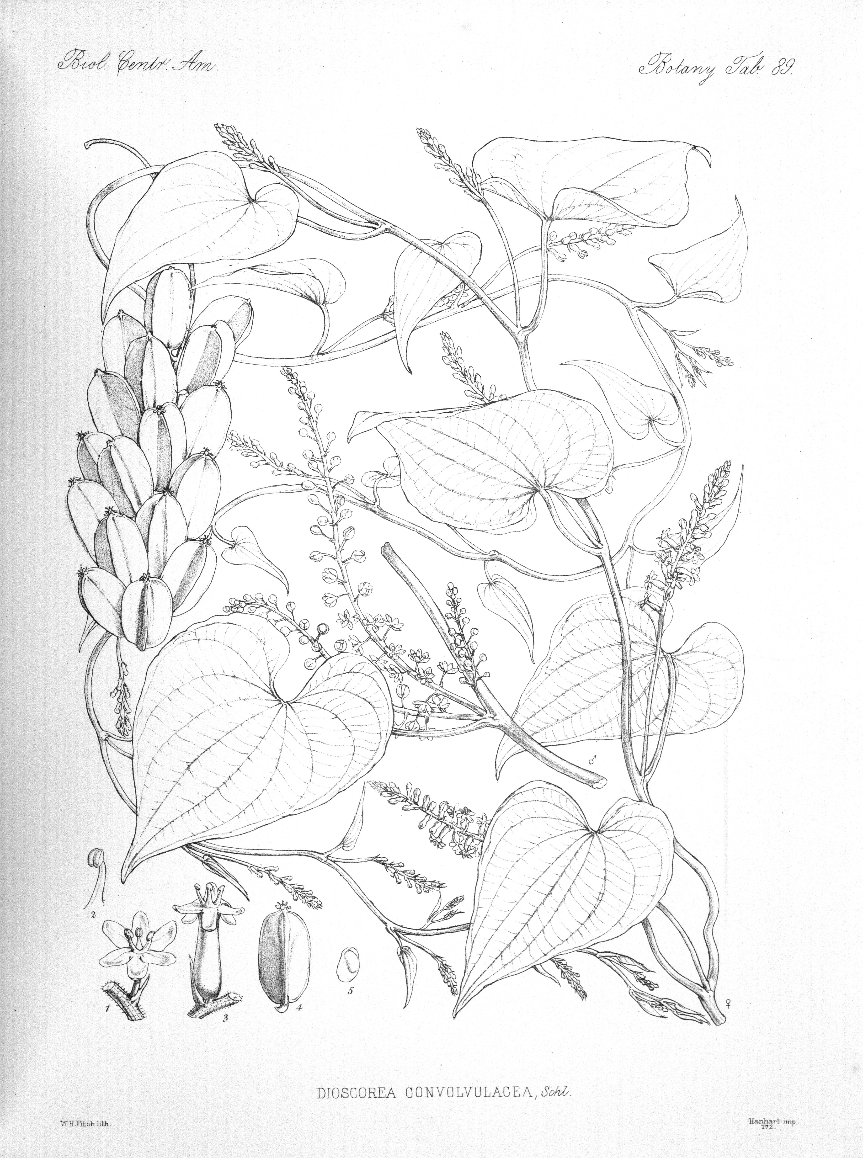 no full size  illustration available (3a)