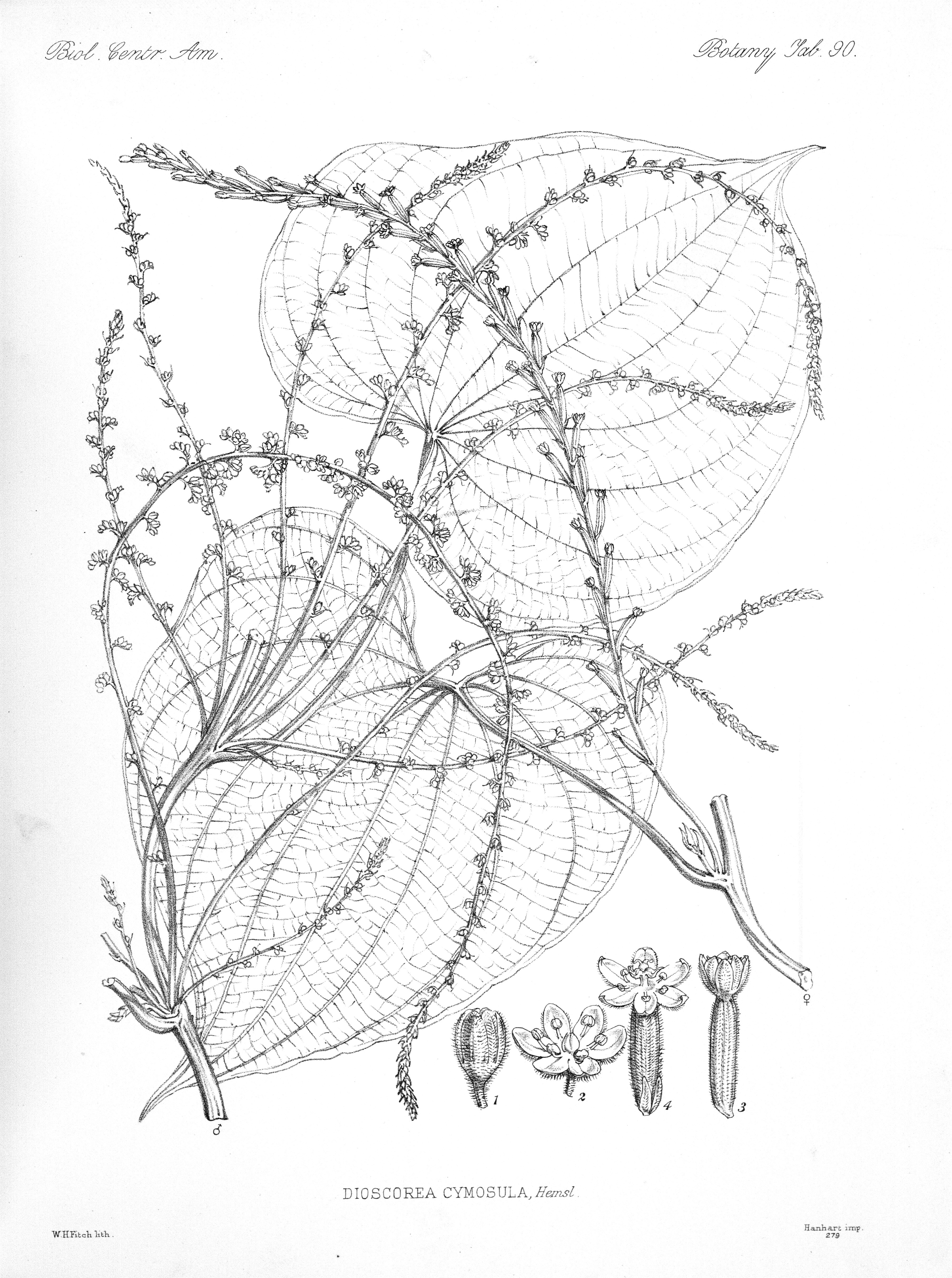 no full size  illustration available (3a)