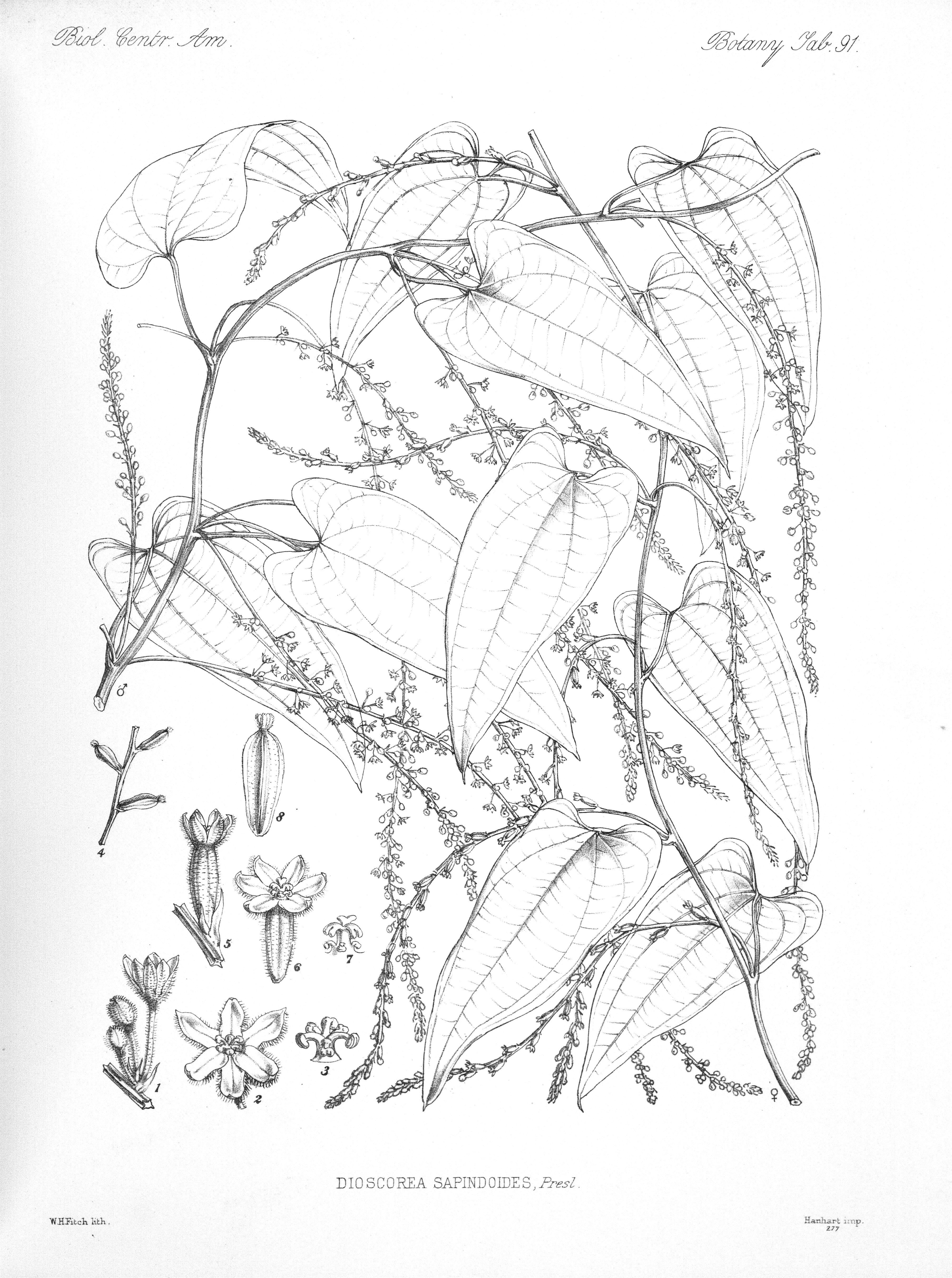 no full size  illustration available (3a)