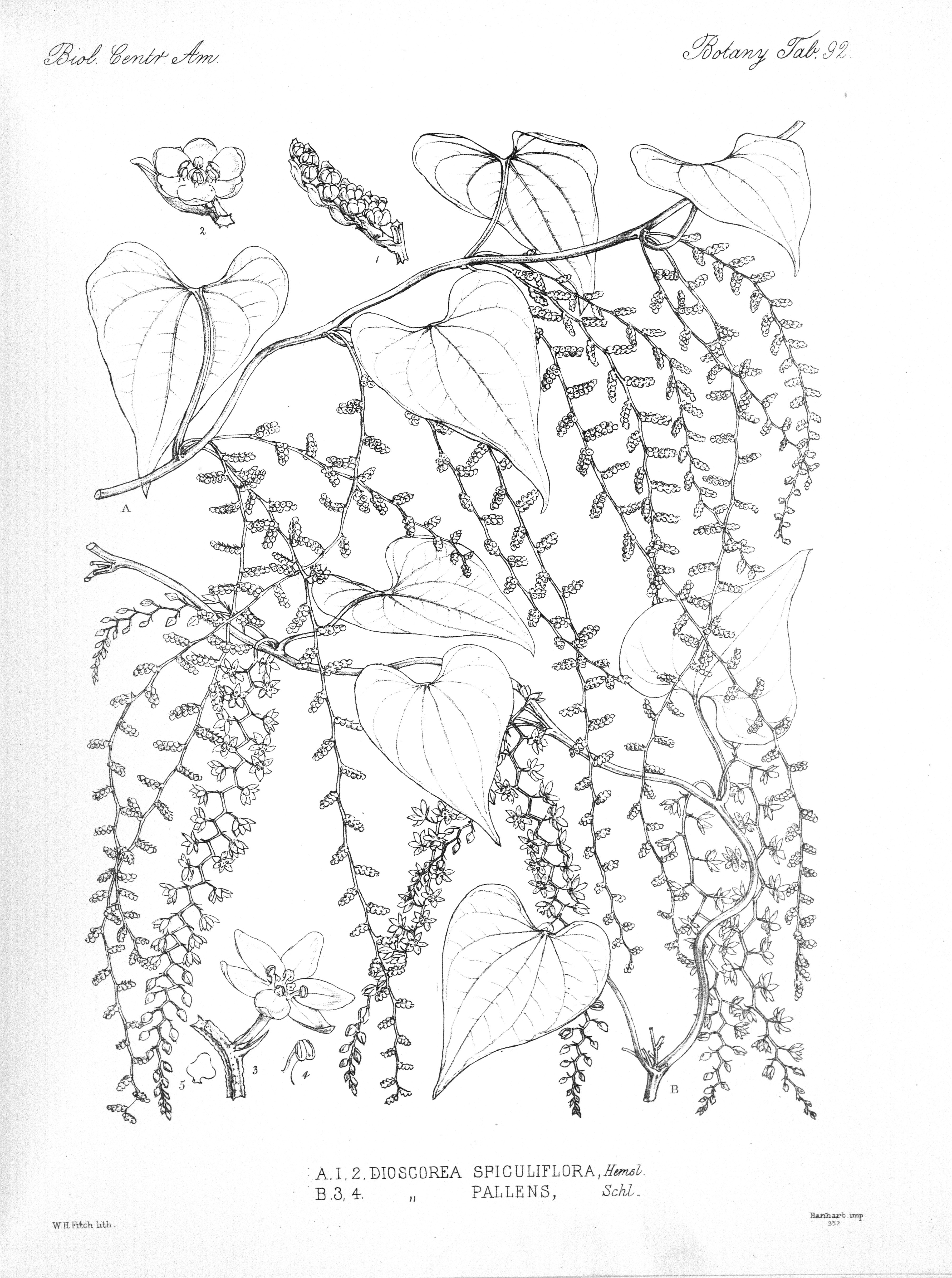 no full size  illustration available (3a)