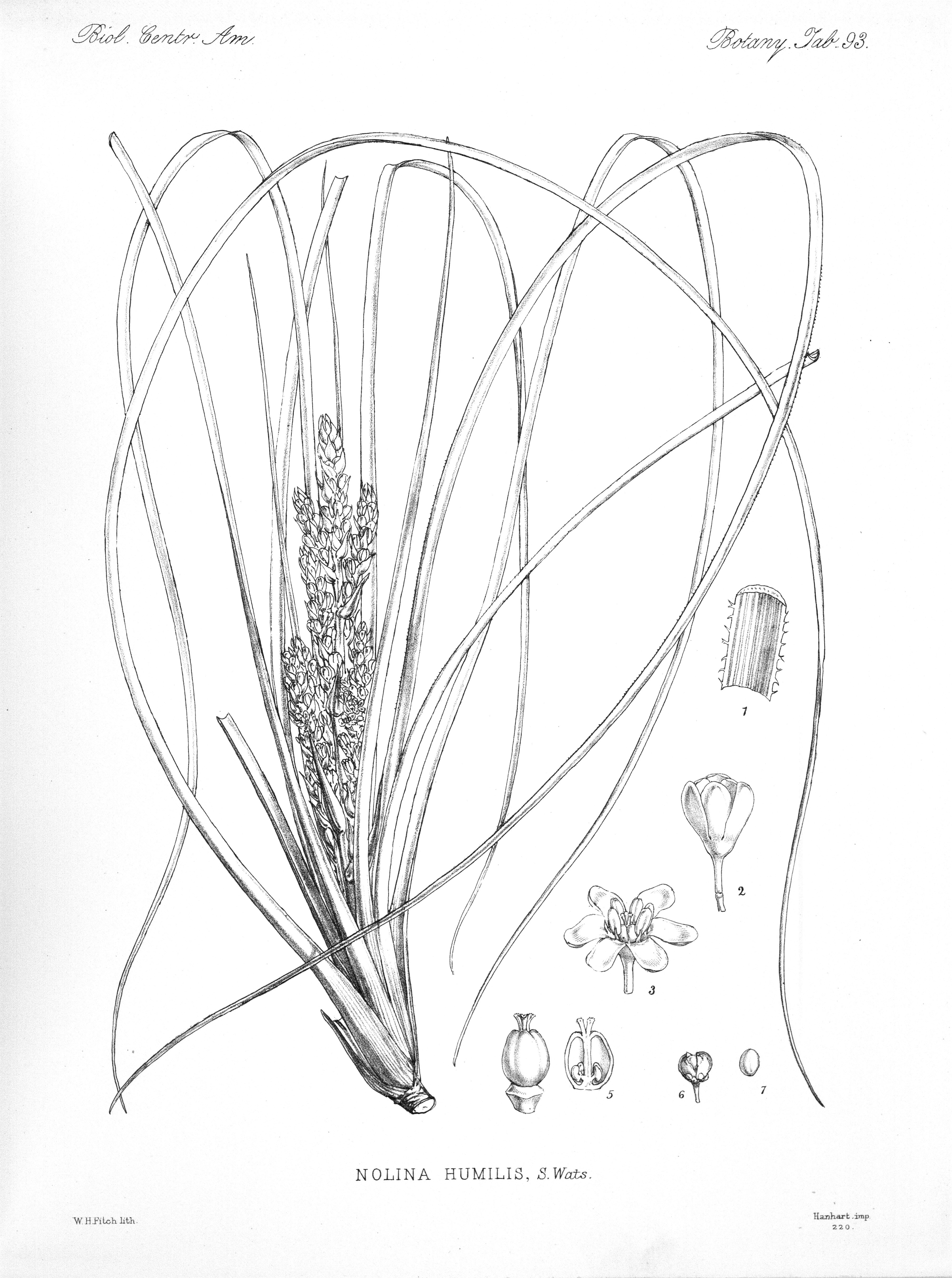 no full size  illustration available (3a)